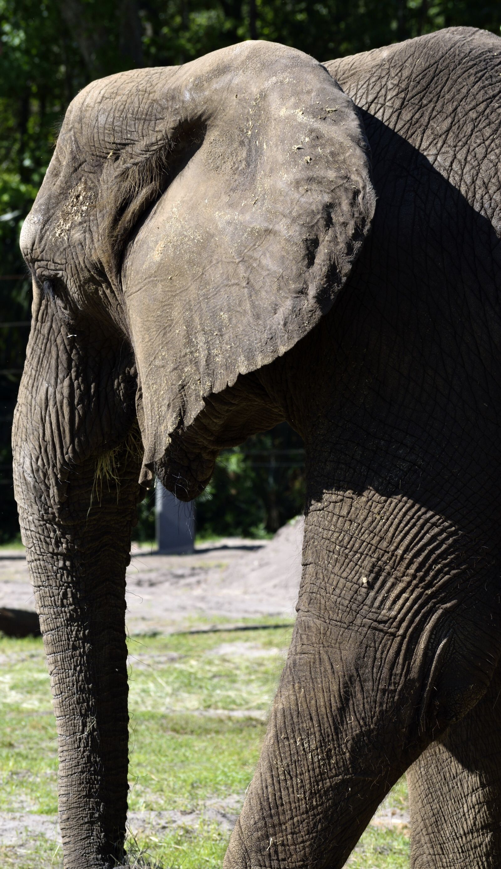 Nikon D3300 sample photo. Elephant, safari, africa photography