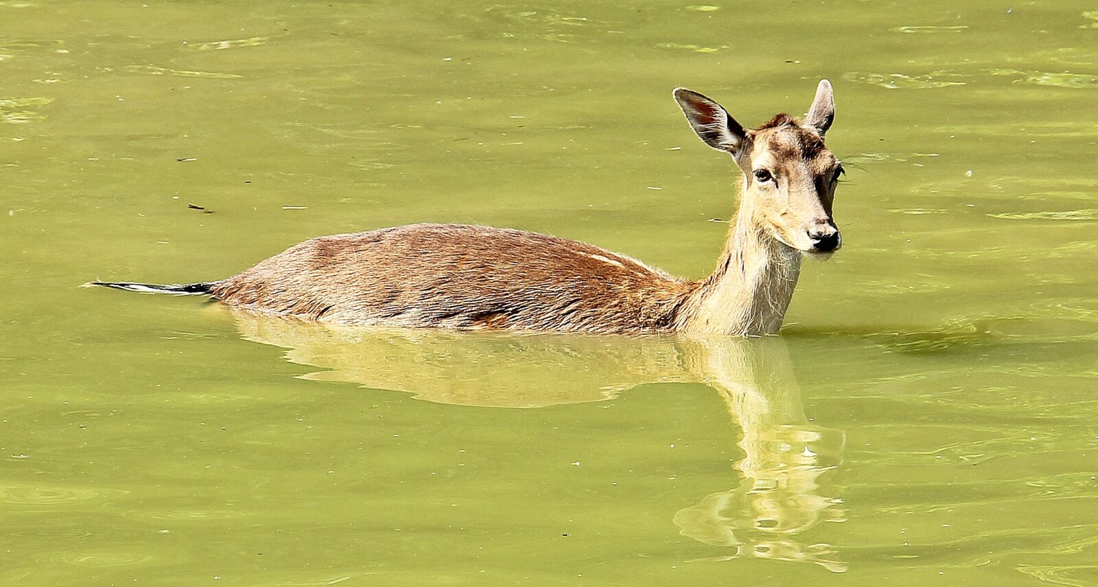 Canon EOS 550D (EOS Rebel T2i / EOS Kiss X4) sample photo. Wild, roe deer, fallow photography