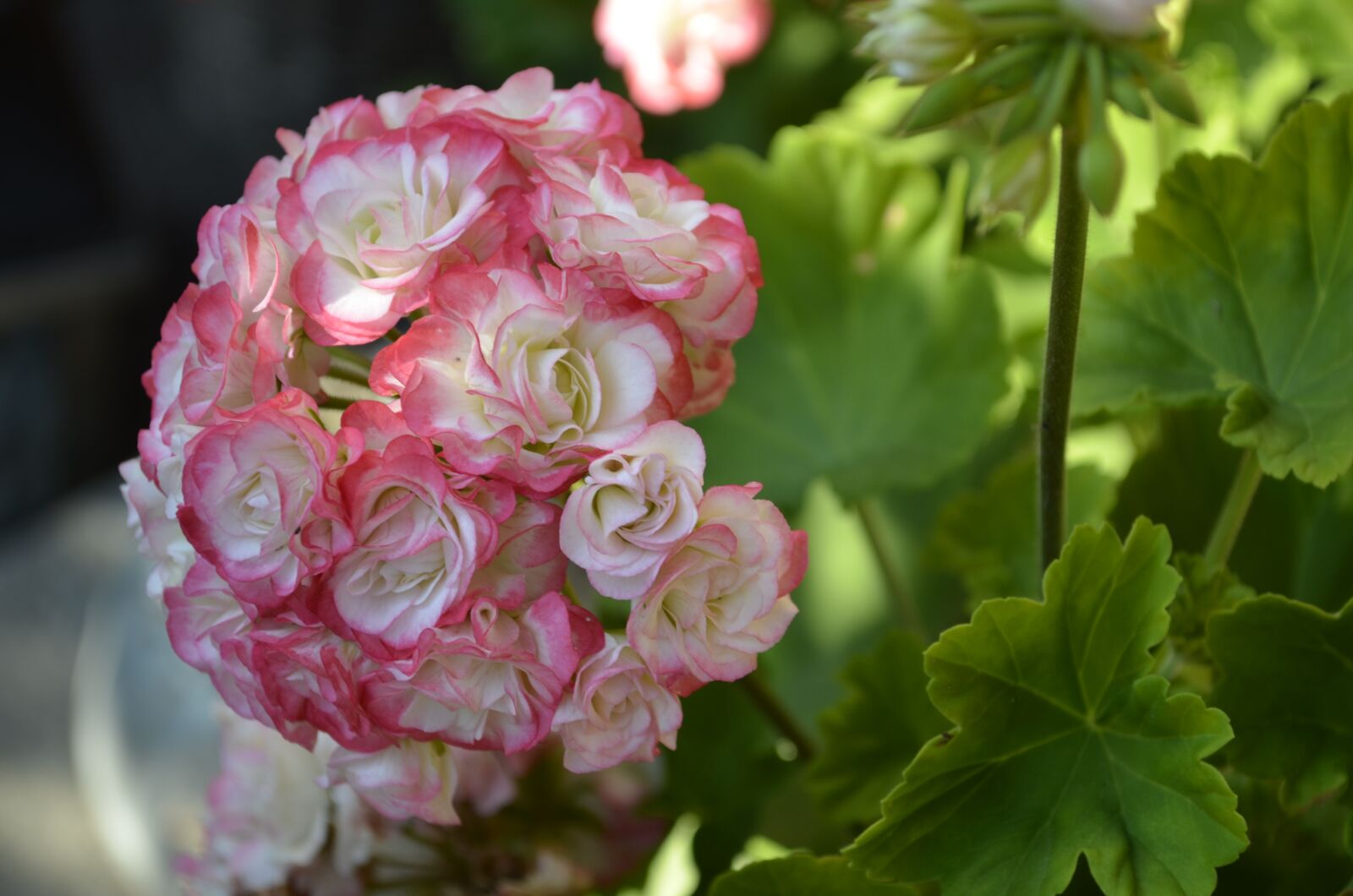 Nikon D5100 sample photo. Flower, blossom, bloom photography
