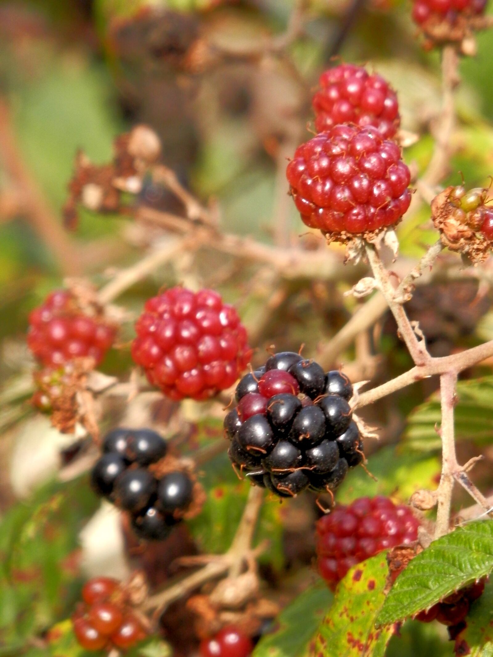 Olympus SZ-14 sample photo. Blackberries, wild fruits, zarza photography