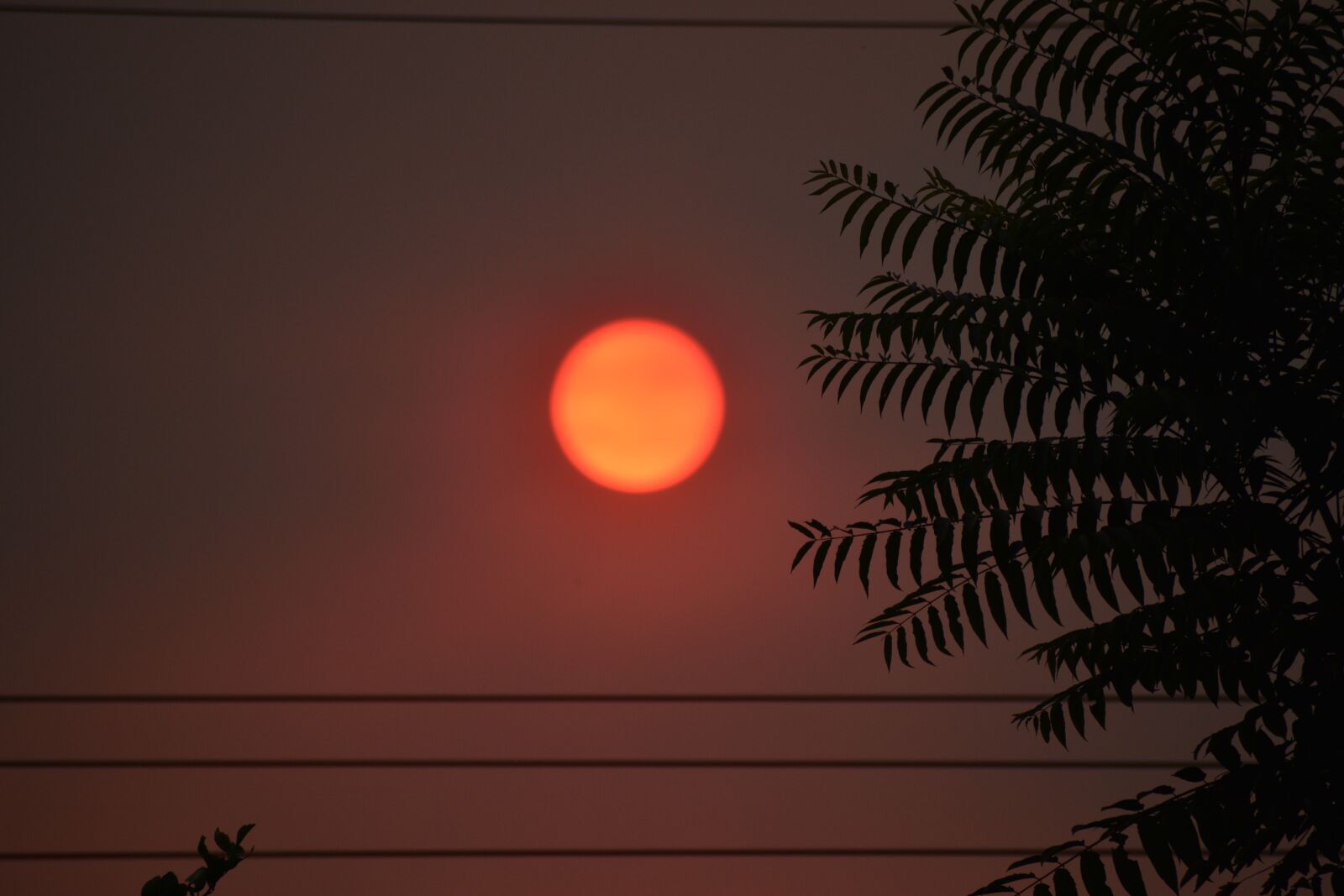 Nikon D3500 sample photo. Sun, heat wave, summer photography