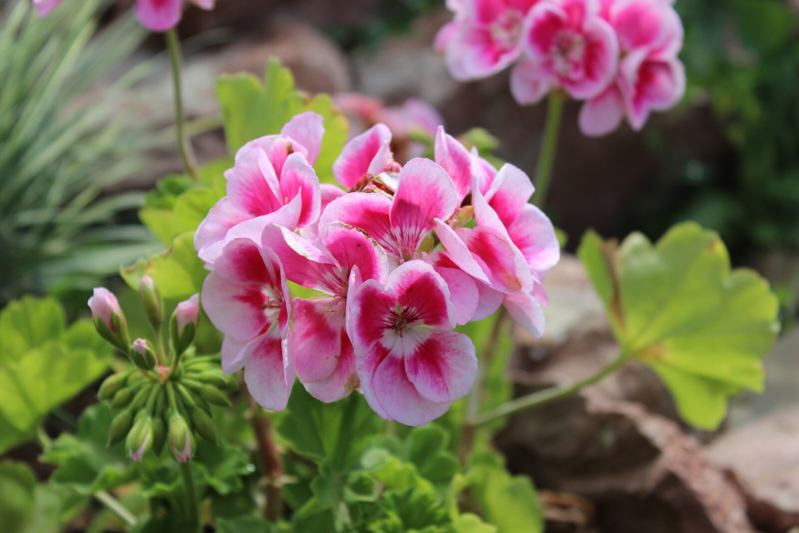 Canon EOS 600D (Rebel EOS T3i / EOS Kiss X5) sample photo. Flowers, pink, nature photography
