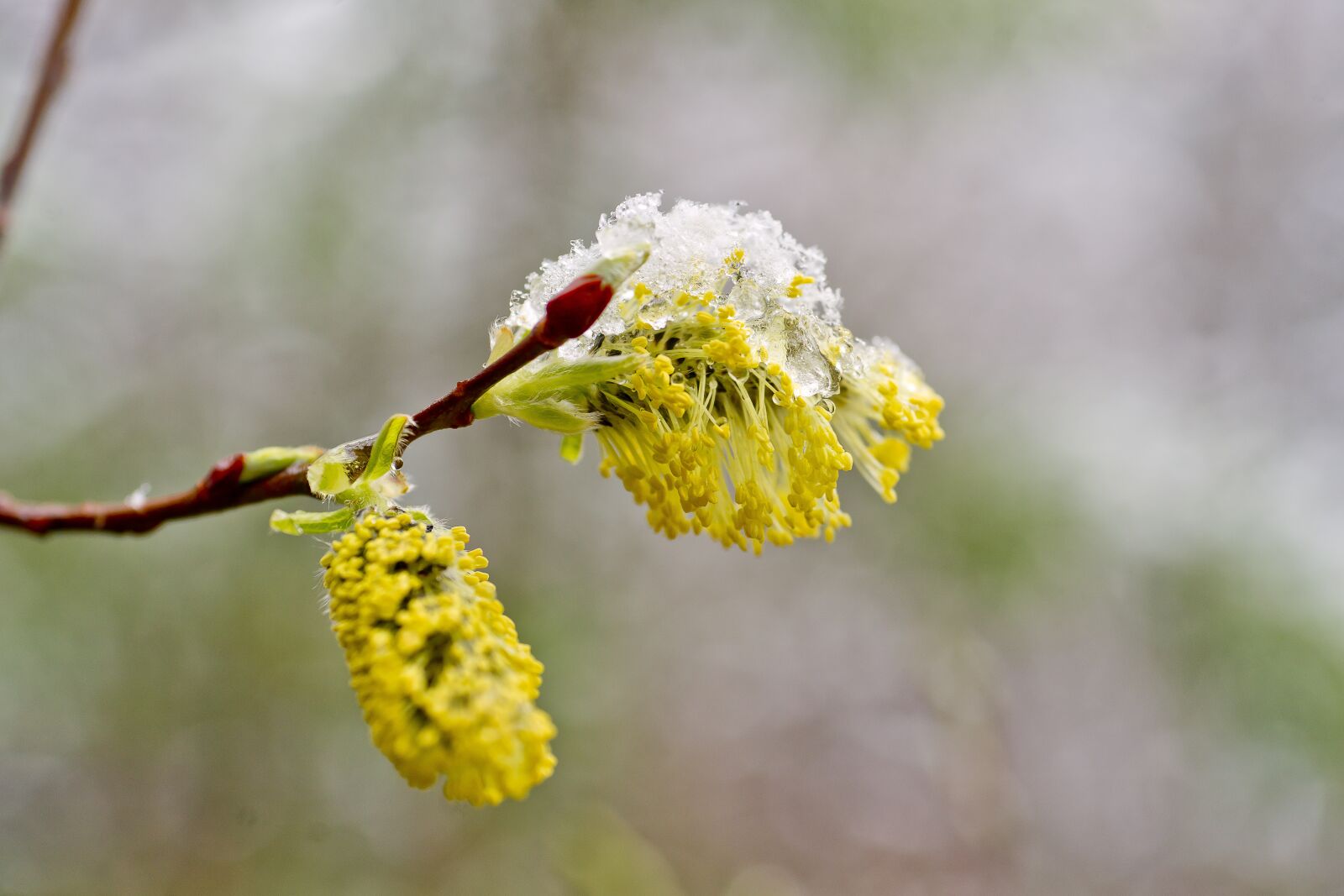 Sony Alpha DSLR-A850 sample photo. Flowers, spring flowers, bright photography