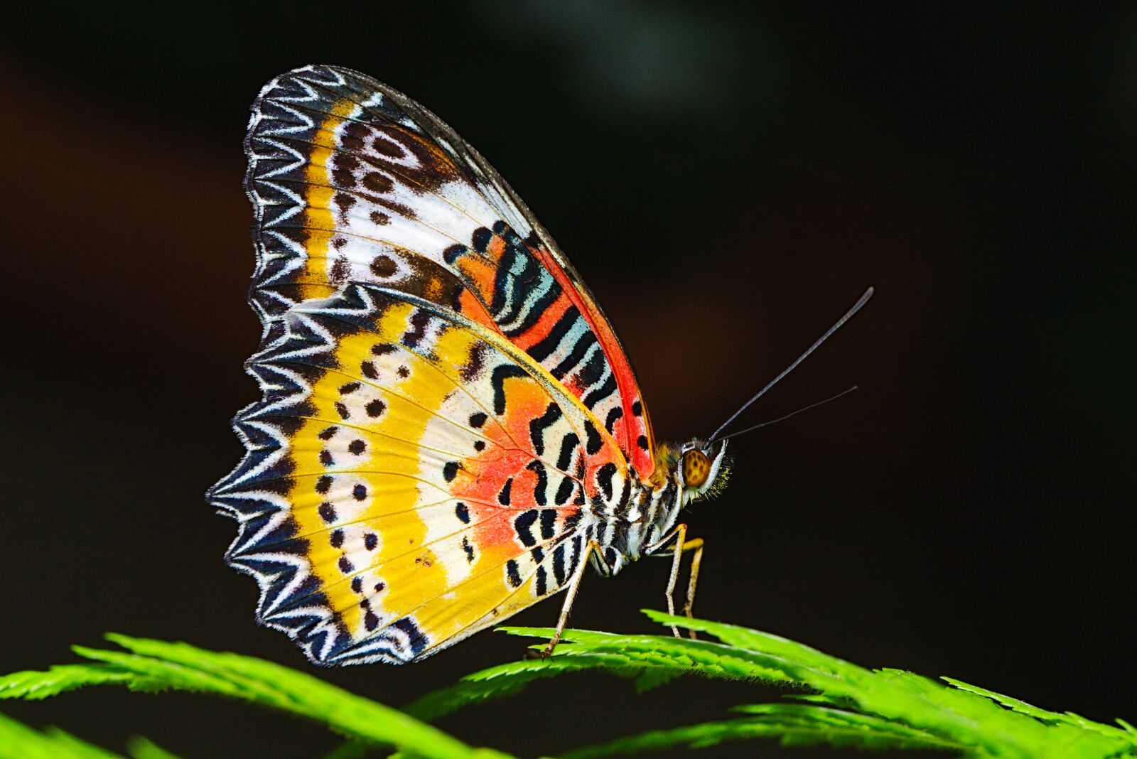 Canon EF 100mm F2.8L Macro IS USM sample photo. Butterfly, macro, insect photography