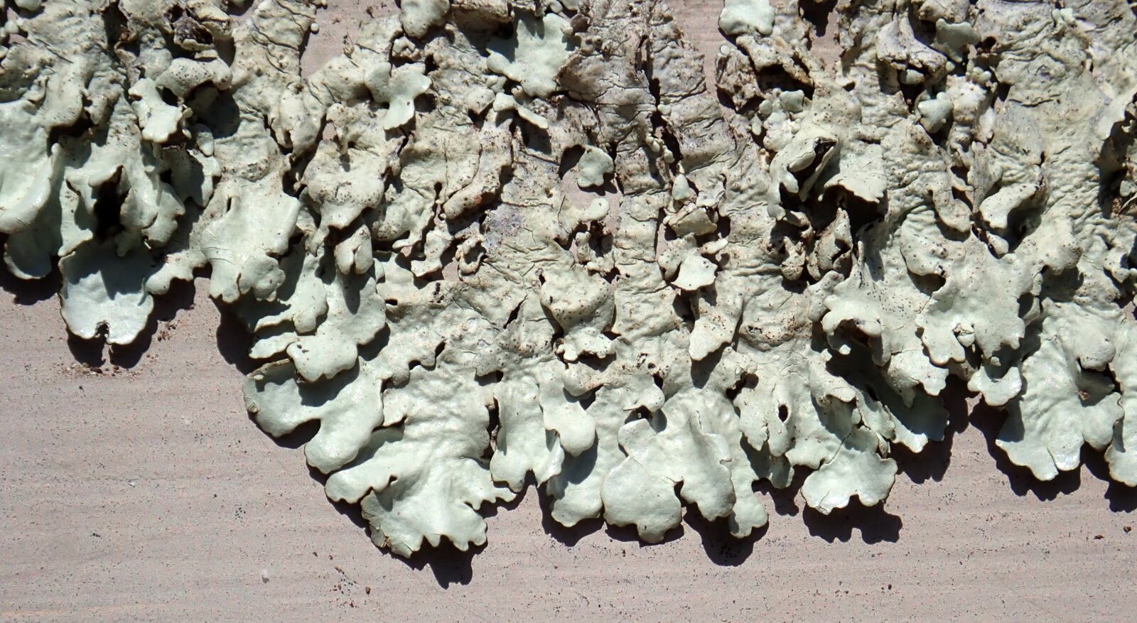 Olympus TG-5 sample photo. Lichen, moss, algae photography