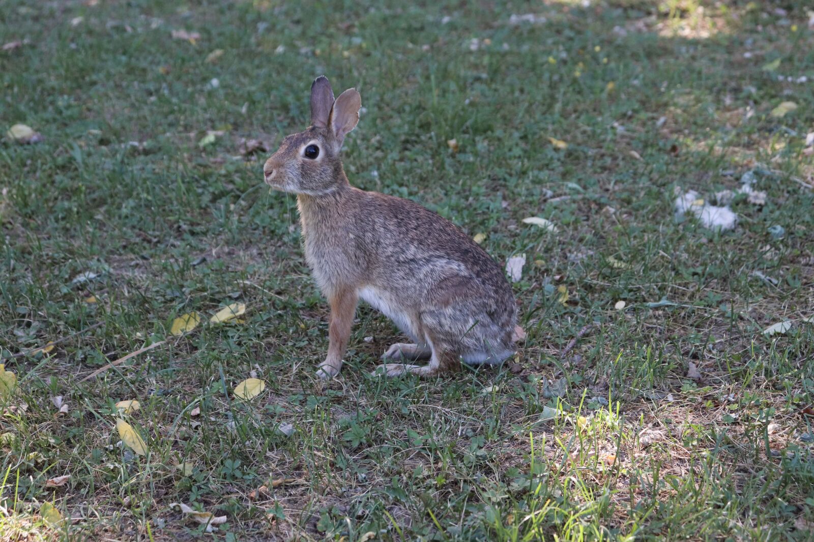 Canon EOS 200D (EOS Rebel SL2 / EOS Kiss X9) sample photo. Animal, rabbit, nature photography