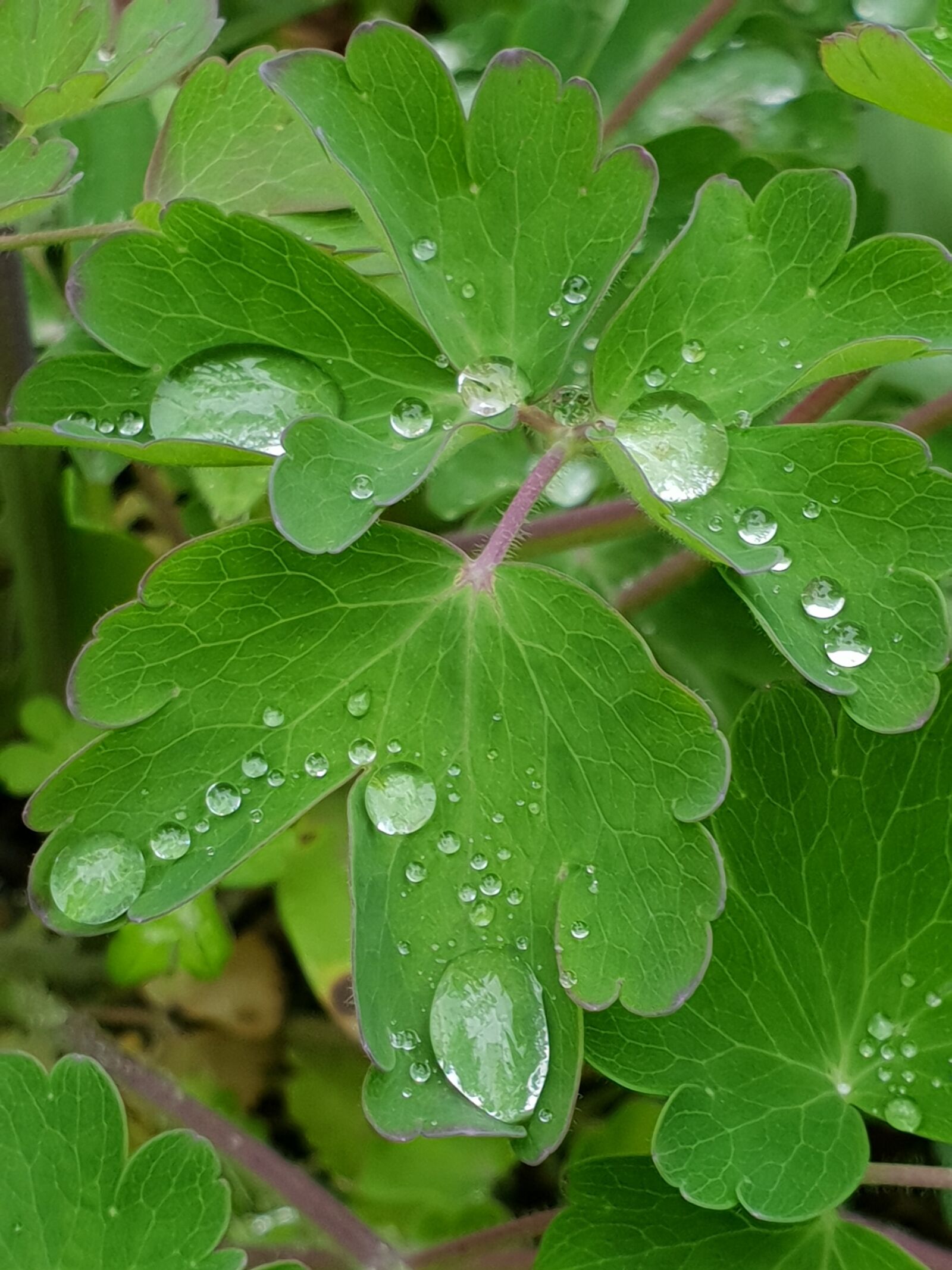 Samsung Galaxy S9 sample photo. Leaf, a drop of photography