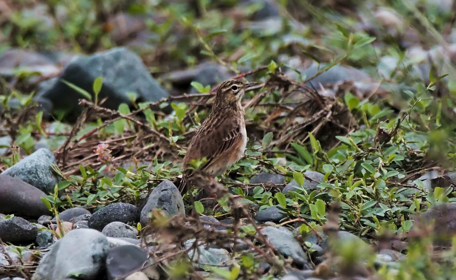 Olympus OM-D E-M1 sample photo. Paddy field pipit juvenile photography