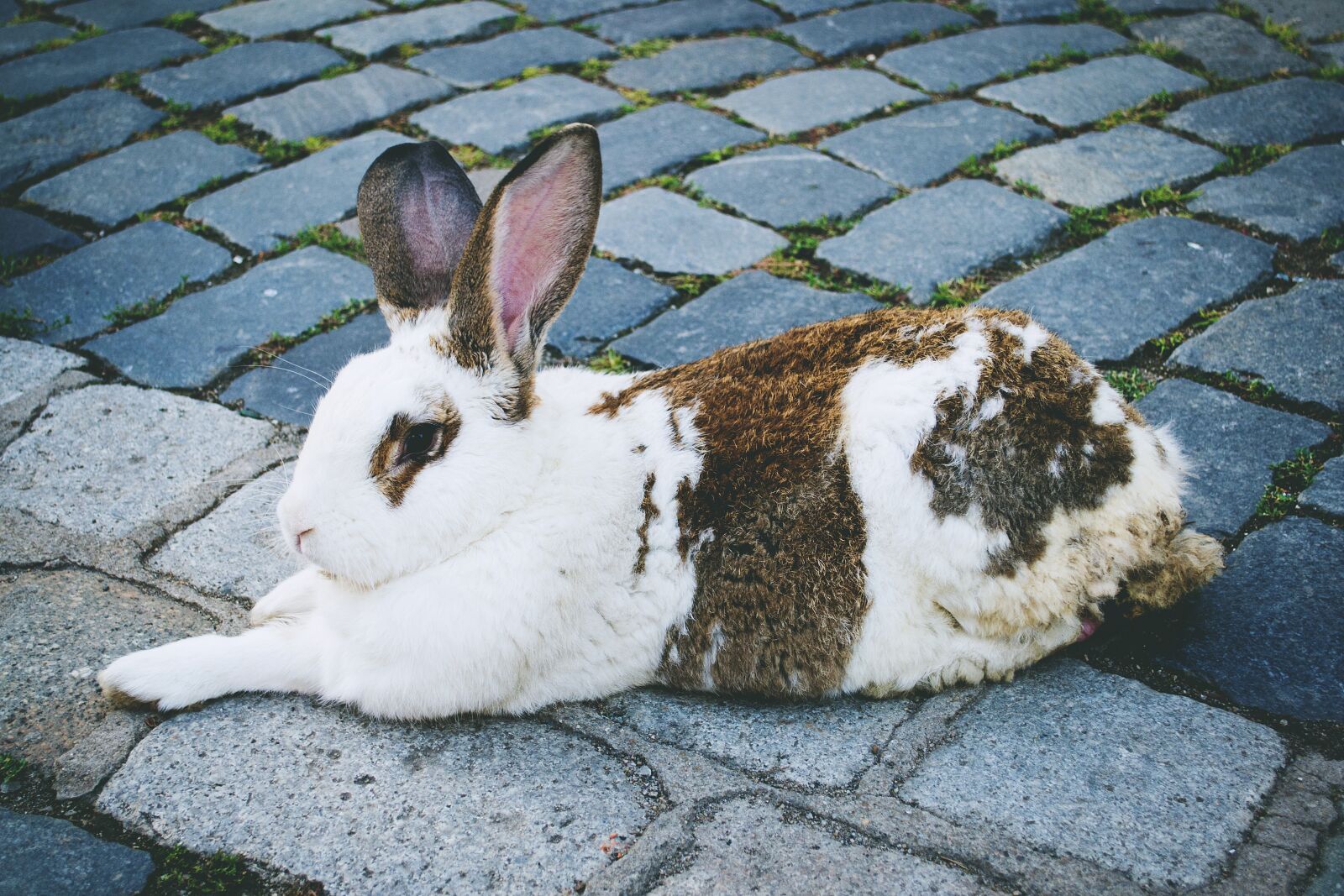 Nikon D3100 sample photo. Nature, cluj, napoca photography