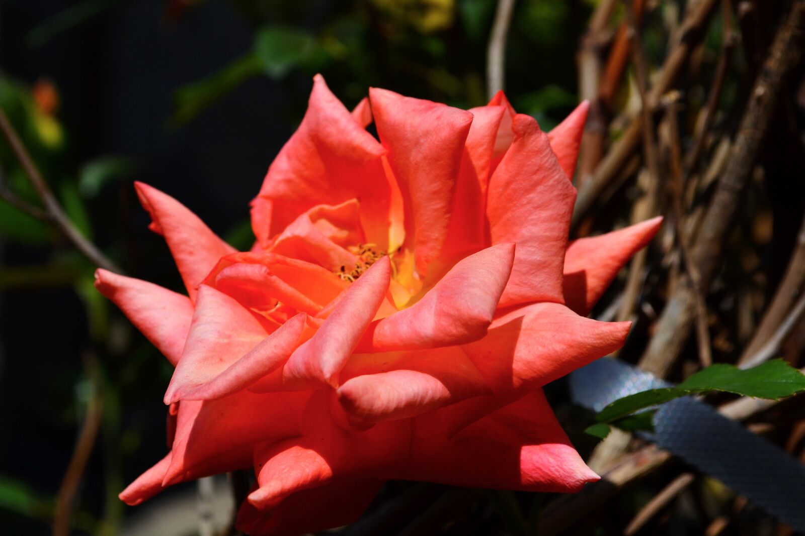 Nikon D3100 sample photo. Orange rose, rose, orange photography