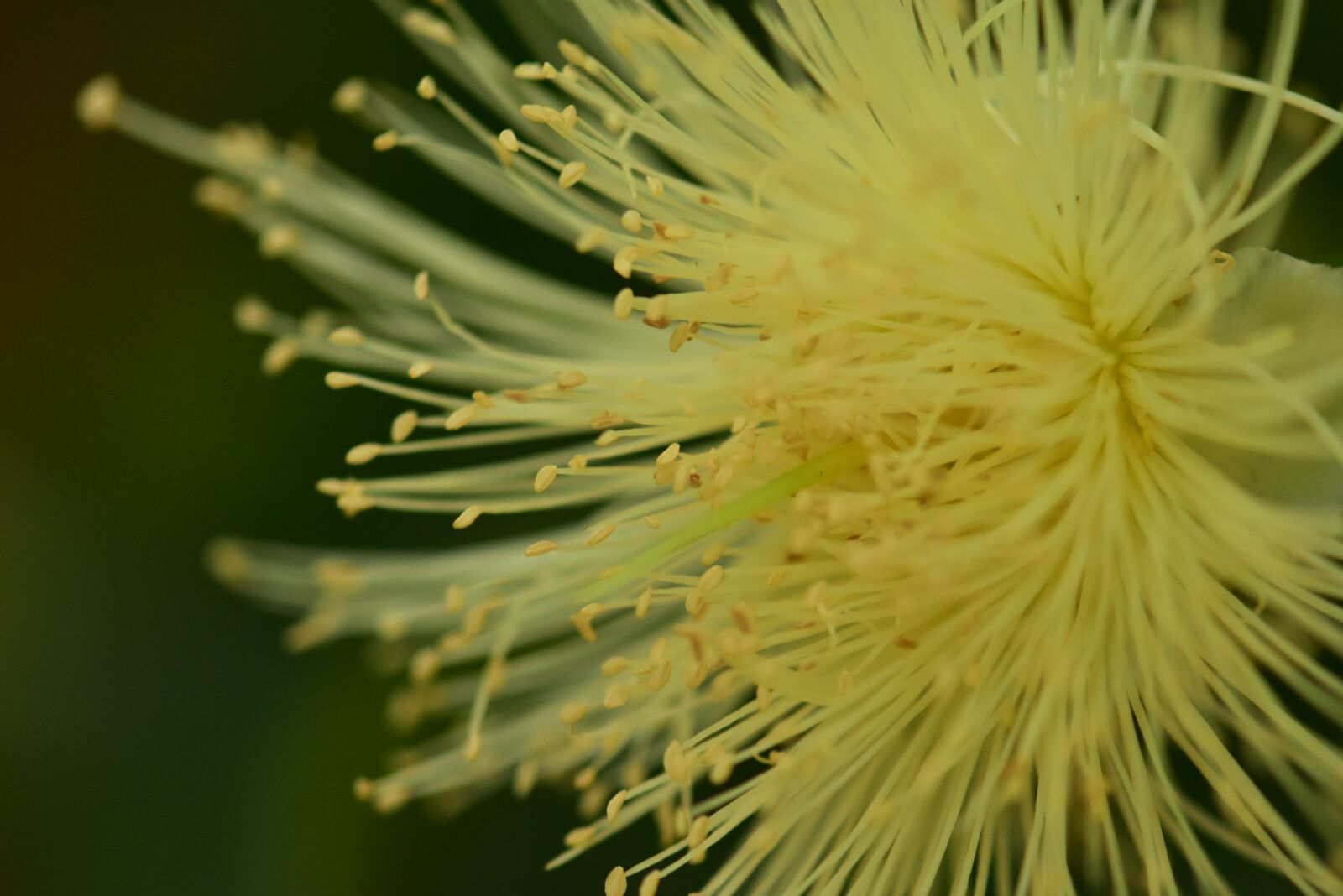 Nikon D3400 sample photo. Guava flower, pistils, needle photography