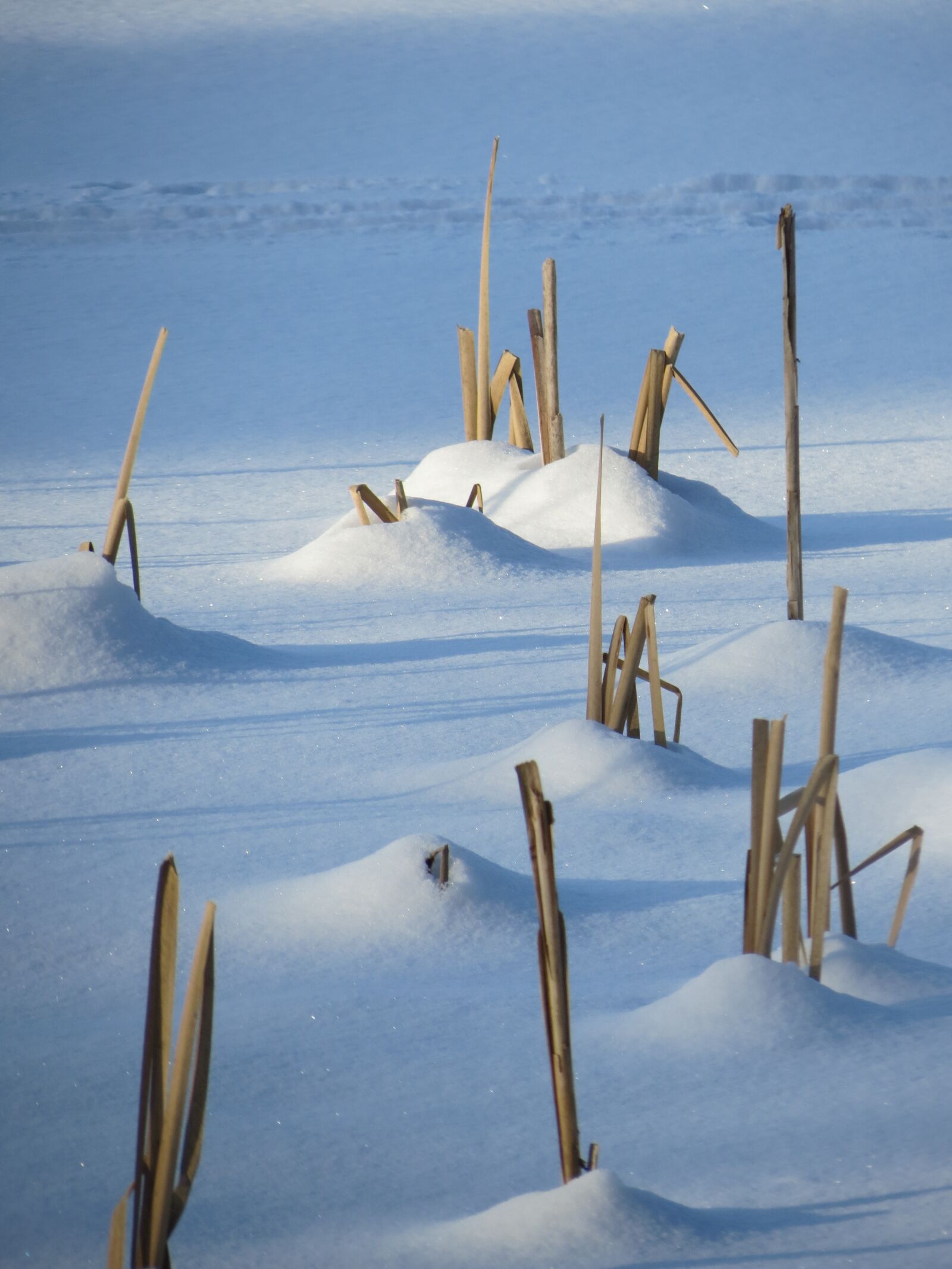 Canon PowerShot SX40 HS sample photo. Winter, reed, snow photography