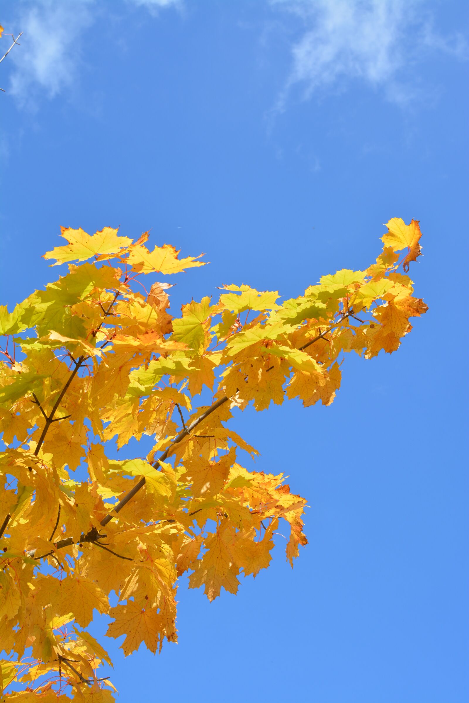 Nikon D5200 sample photo. Tree blue, leaves, nature photography
