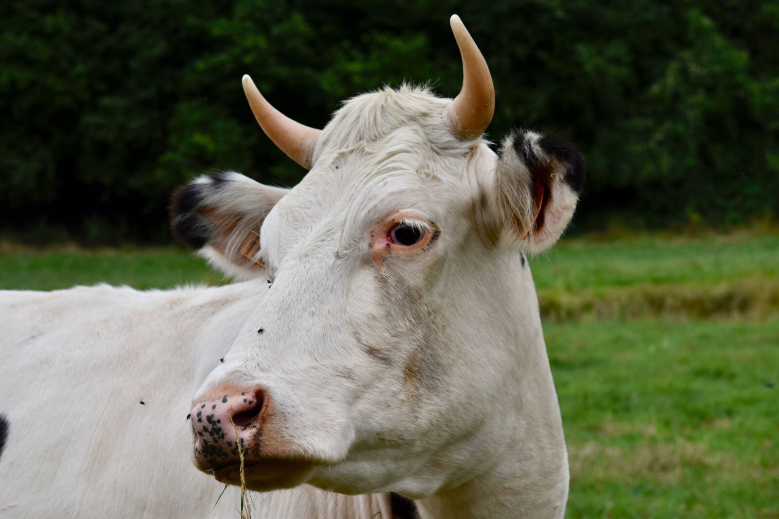 Nikon D5600 sample photo. Cow, animal portrait, cow photography