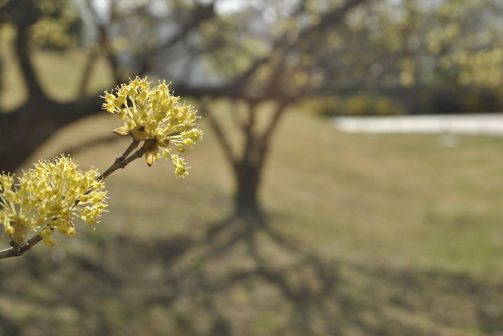 Nikon D3000 sample photo. Cornus, flowers, yellow photography