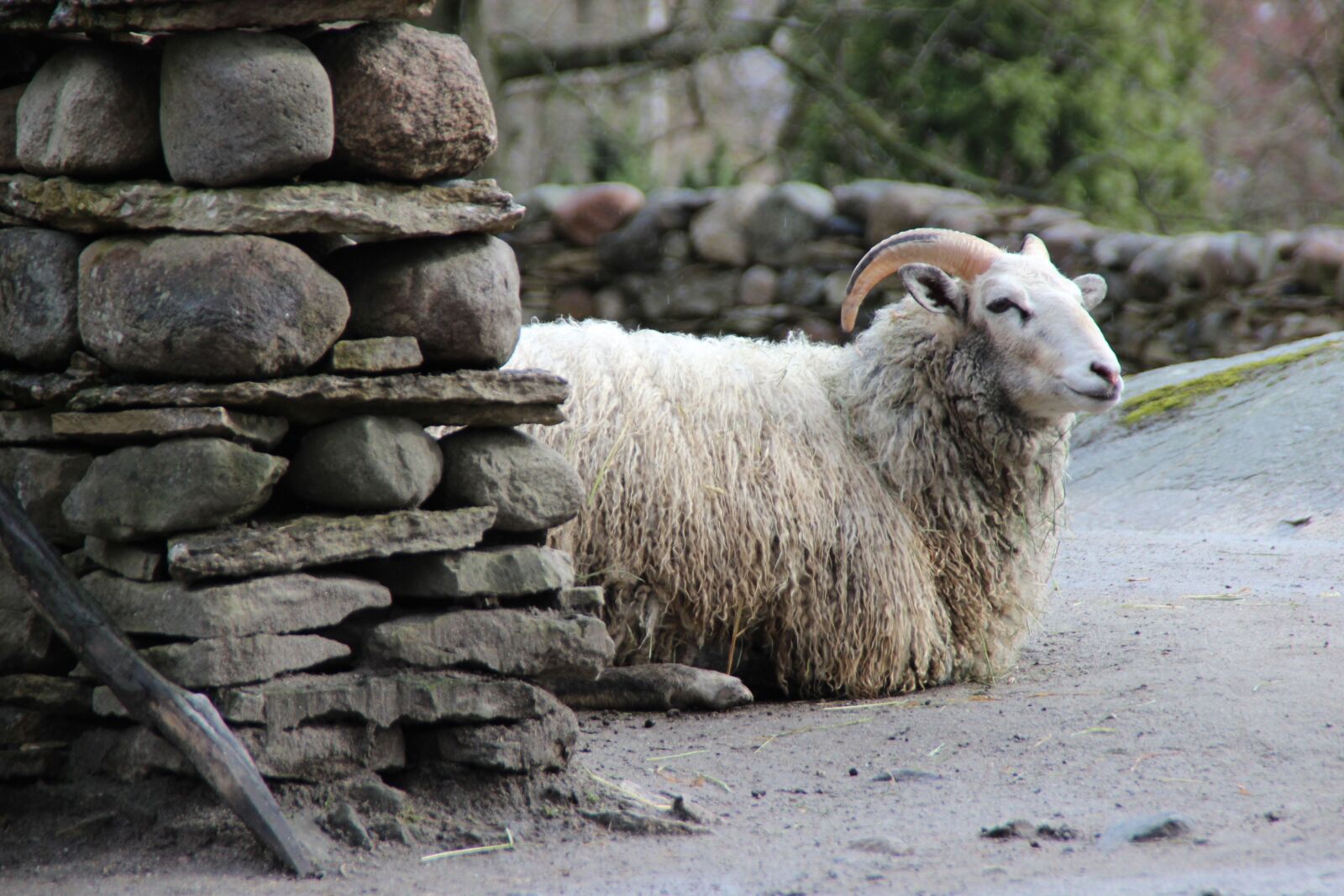 Canon EOS 600D (Rebel EOS T3i / EOS Kiss X5) sample photo. Goat, a lone, animal photography