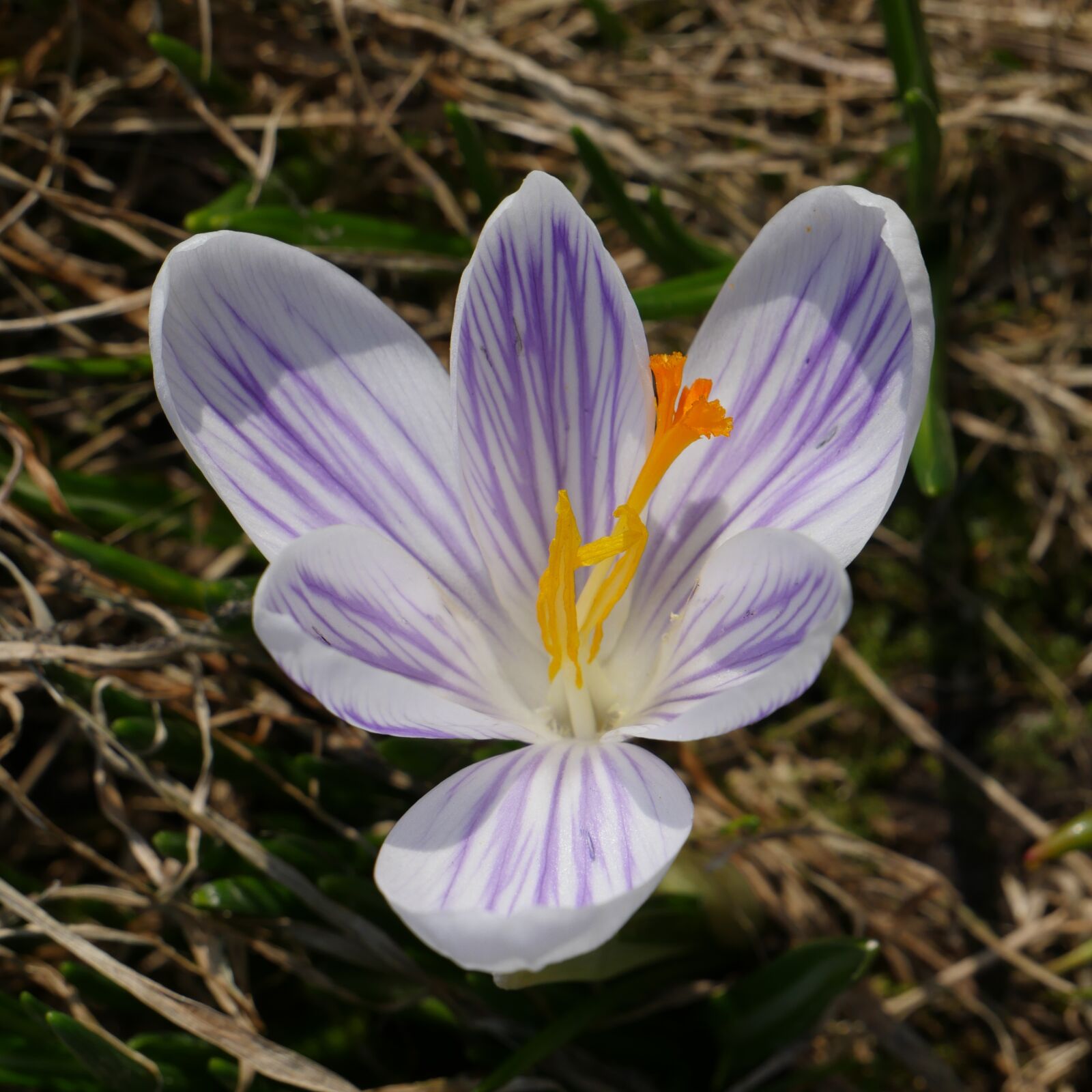 Panasonic Lumix DMC-GH4 sample photo. Flower, nature, macro photography