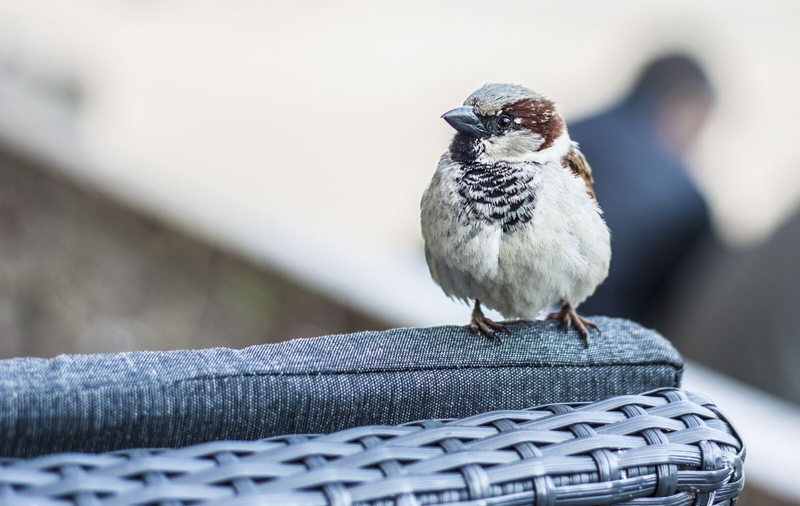 Canon EOS 450D (EOS Rebel XSi / EOS Kiss X2) + Canon EF 50mm F1.8 II sample photo. Sparrow, bird, animal photography