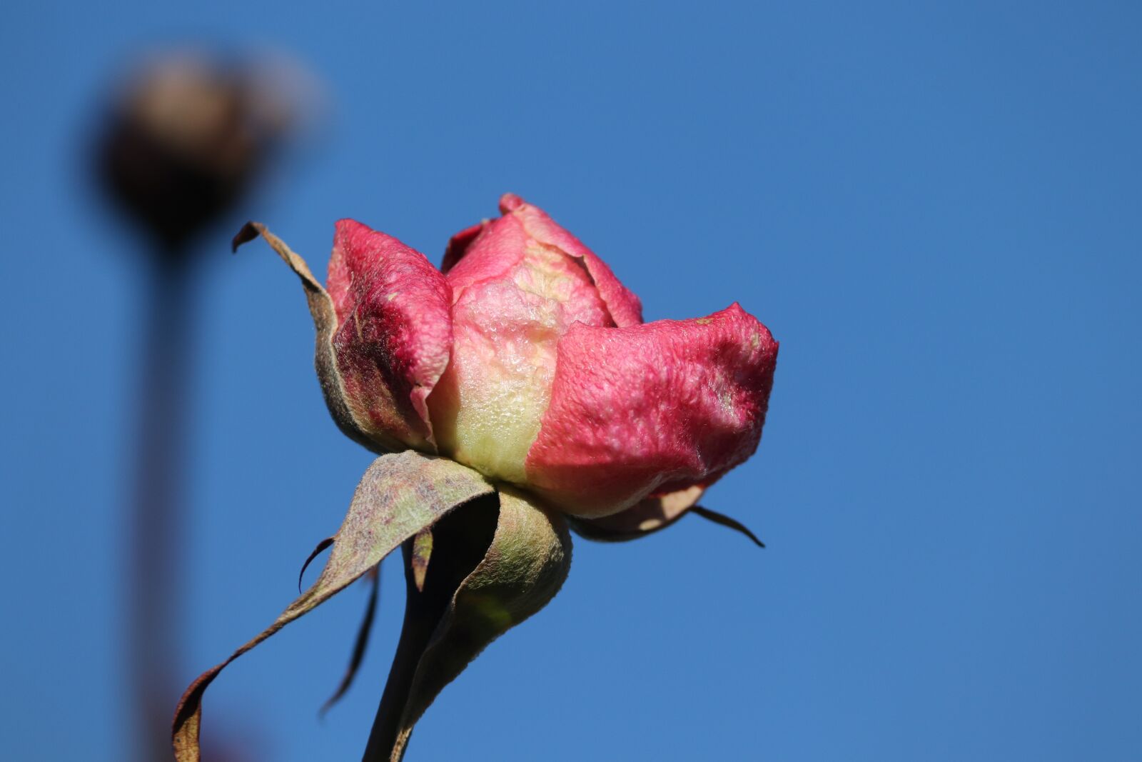 Canon EOS 200D (EOS Rebel SL2 / EOS Kiss X9) sample photo. Rose, withered, blossom photography