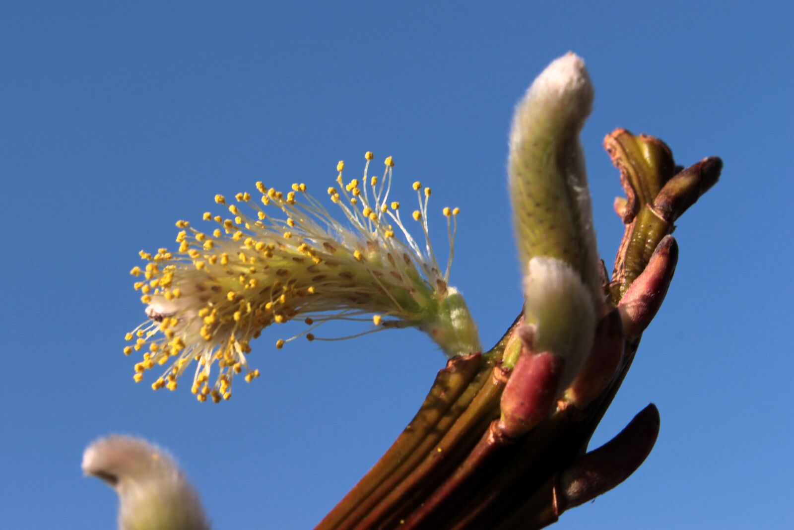 Canon EOS 650D (EOS Rebel T4i / EOS Kiss X6i) sample photo. Willow catkin, bloom, spring photography