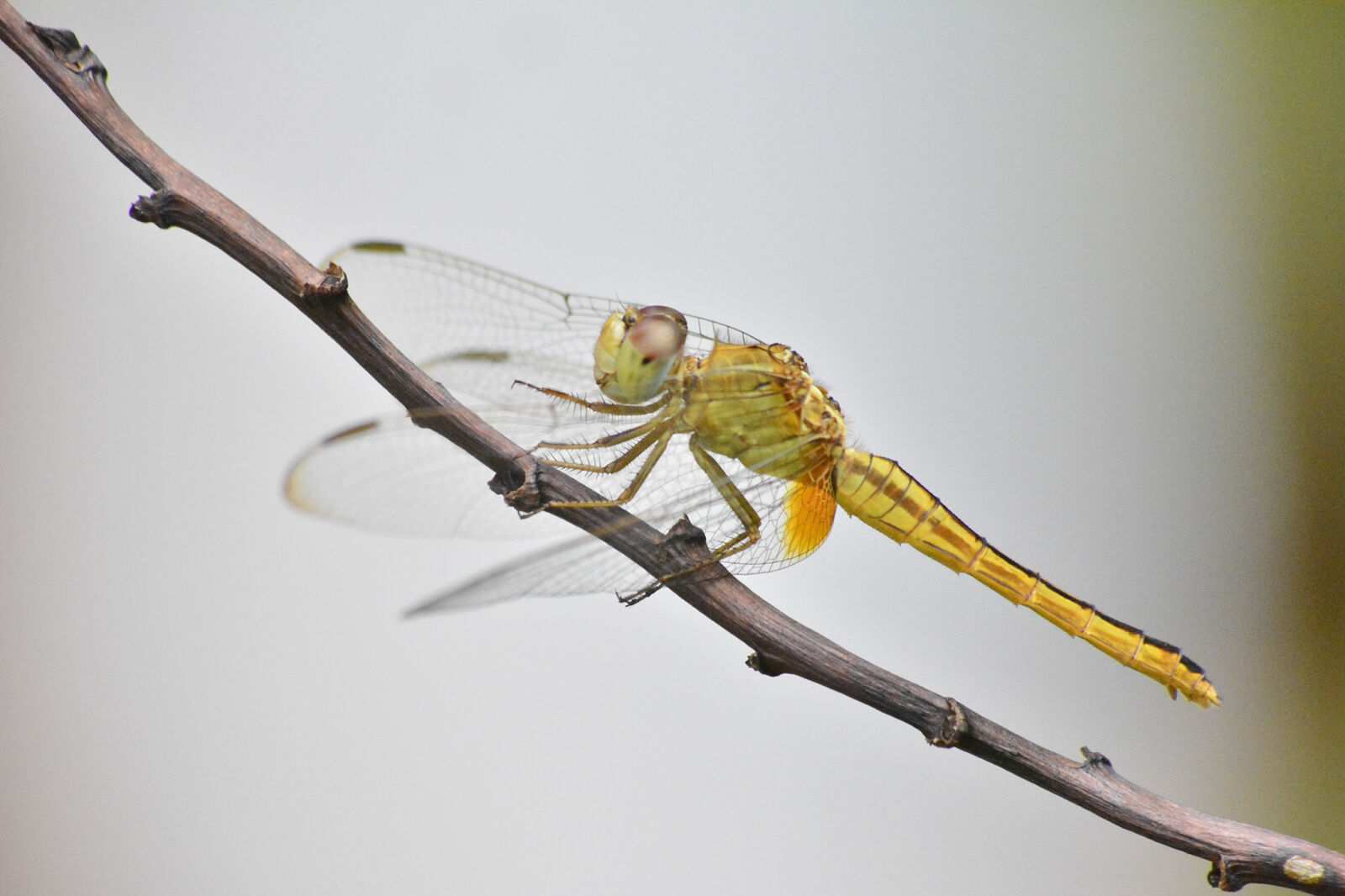 Nikon D5200 sample photo. Green, dragonfly, on, brown photography