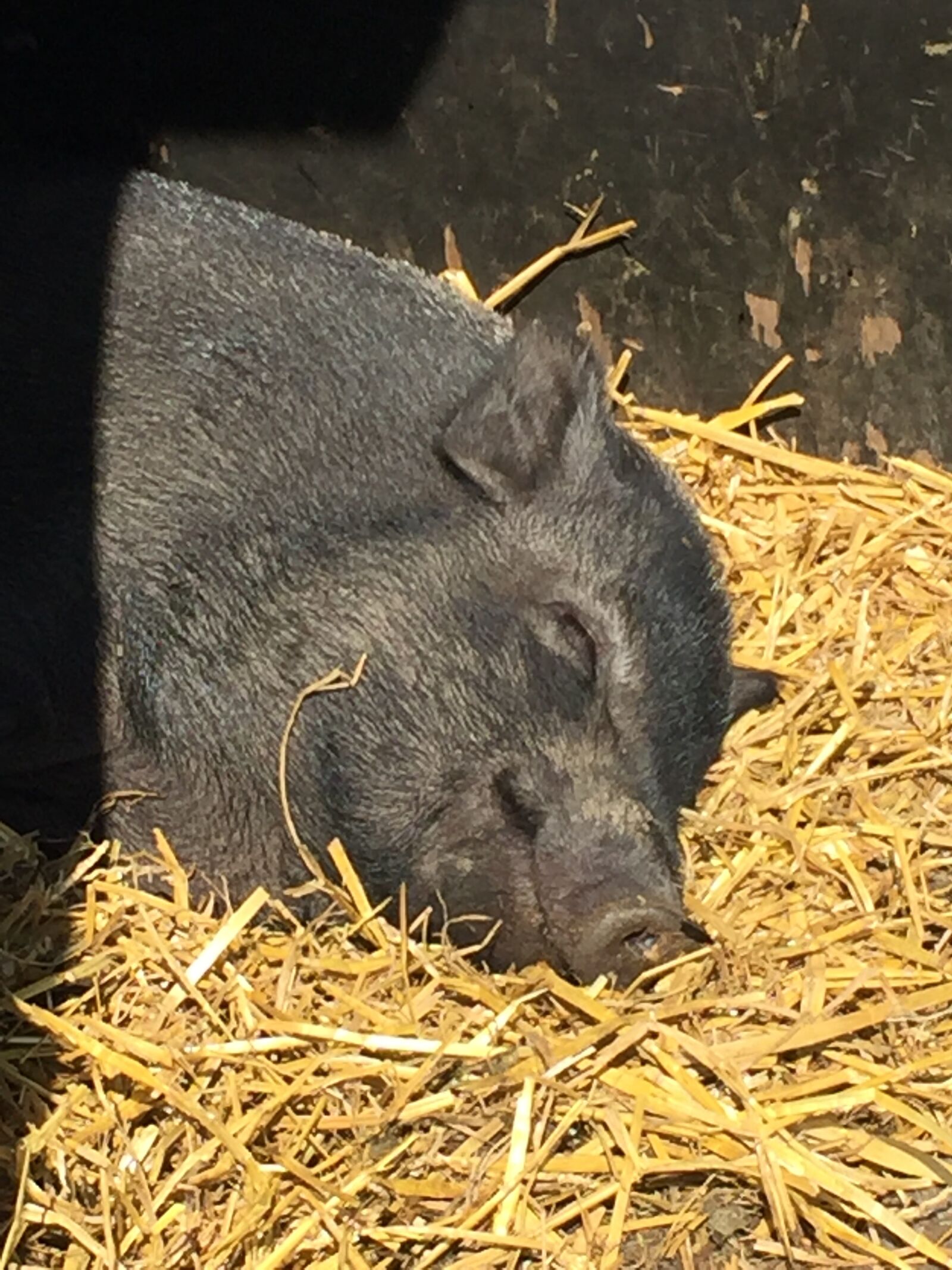 iPhone 6 back camera 4.15mm f/2.2 sample photo. Cochon, porc, heureux photography