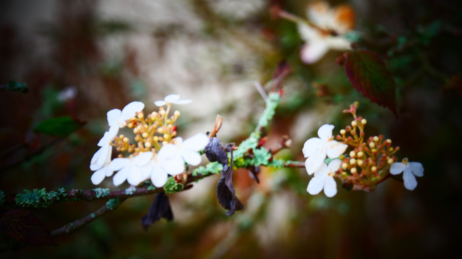 Panasonic Lumix DMC-G85 (Lumix DMC-G80) sample photo. Flower, white, garden photography