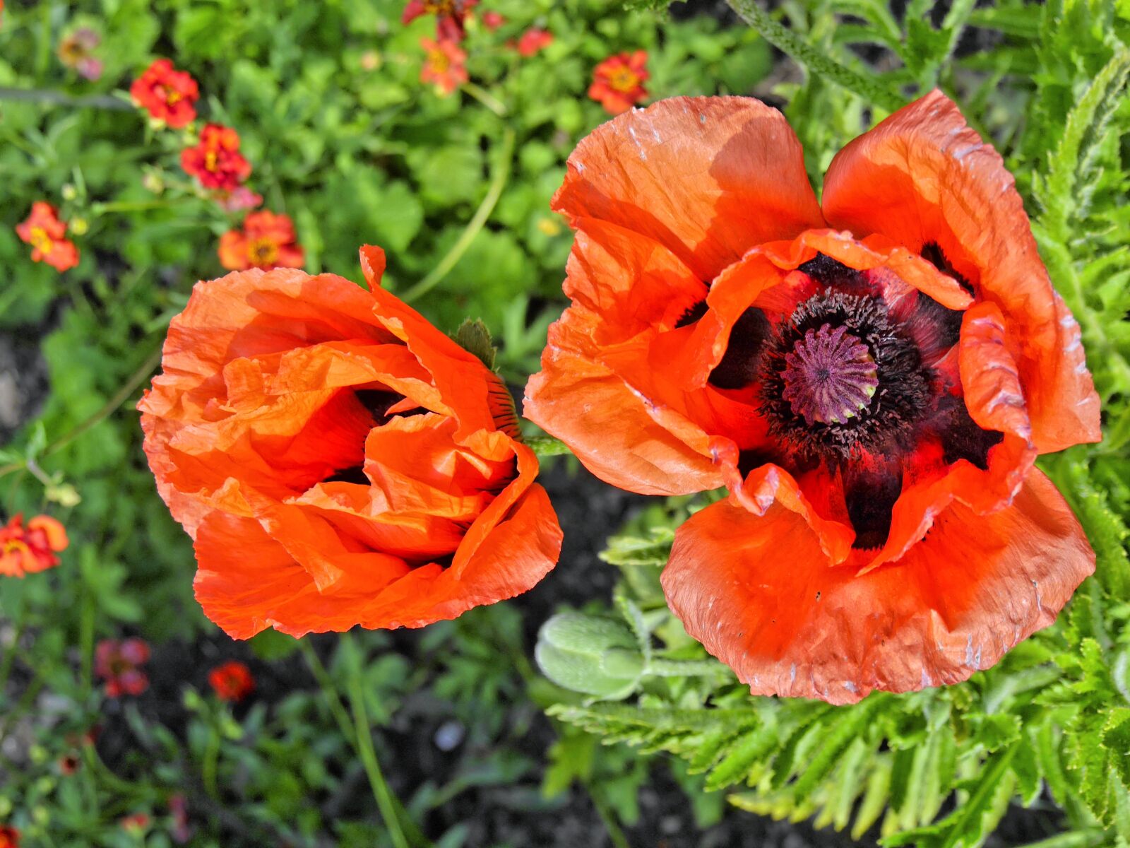 Panasonic Lumix DMC-G6 sample photo. Poppy, blossom, bloom photography