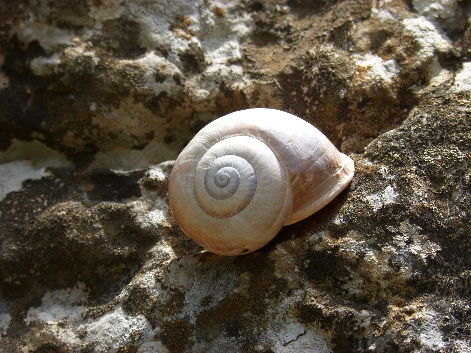 Panasonic DMC-FZ62 sample photo. Snail, shell, spiral photography