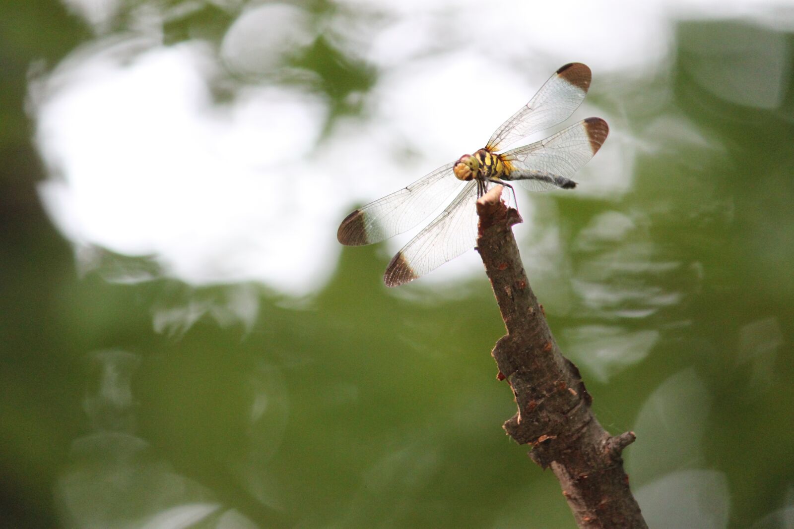 Canon EOS 500D (EOS Rebel T1i / EOS Kiss X3) sample photo. Dragonfly, bug, wings photography