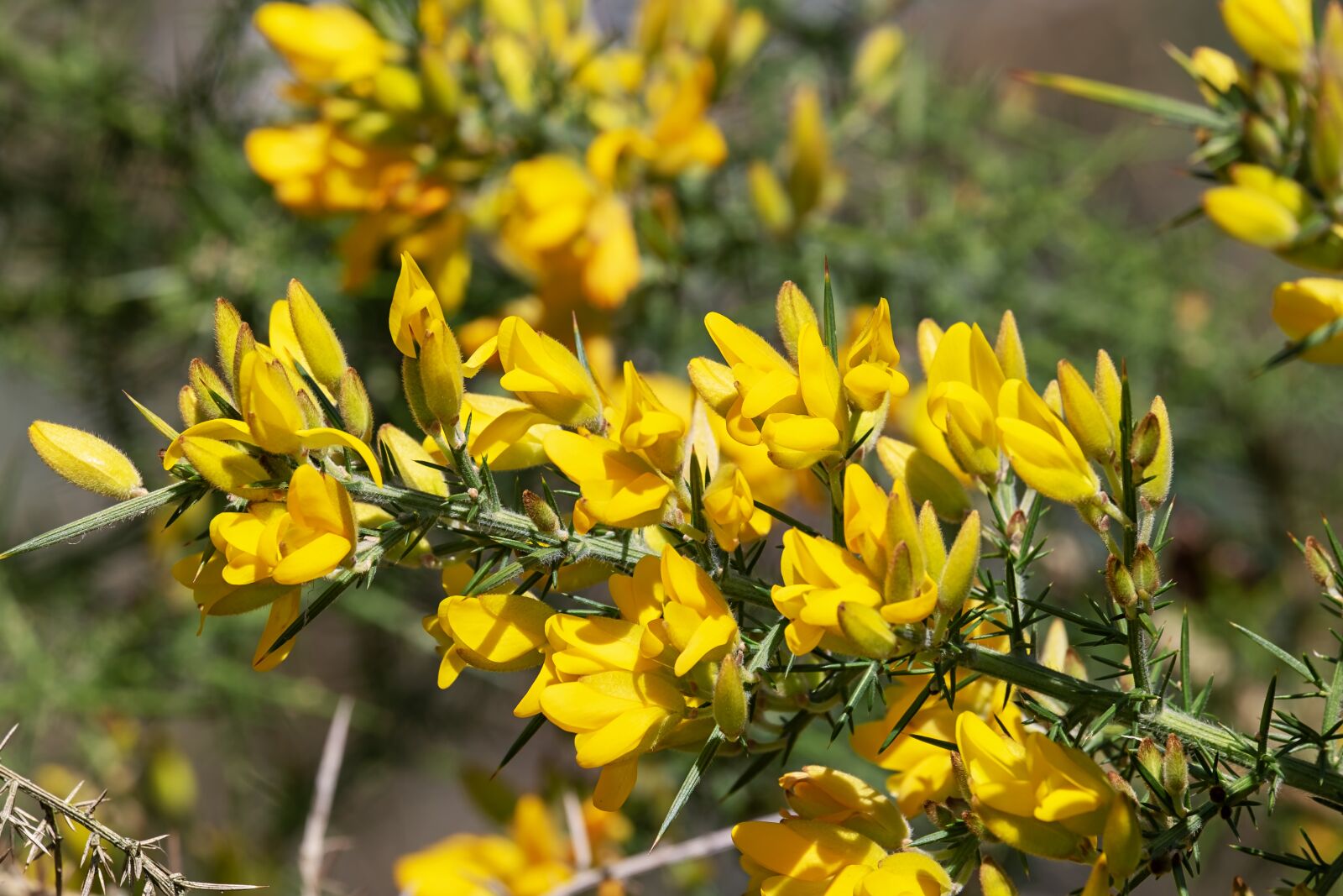 Fujifilm XF 55-200mm F3.5-4.8 R LM OIS sample photo. Gorse, ulex europaeus, flowers photography