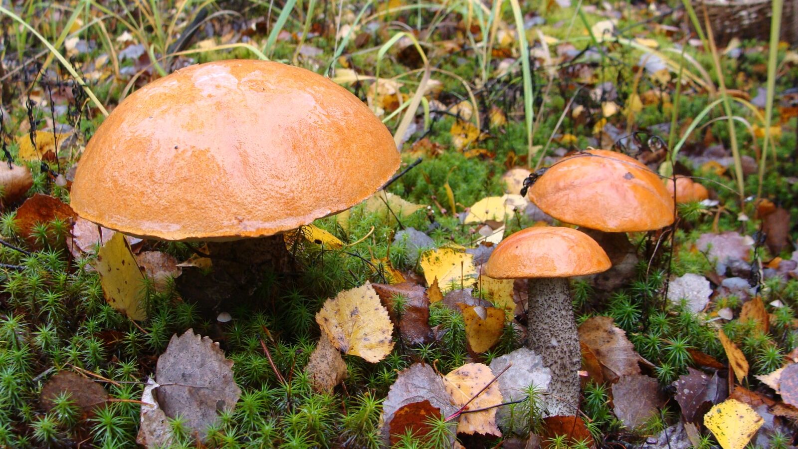 Sony Cyber-shot DSC-H10 sample photo. Mushroom, orange-cap boletus, autumn photography