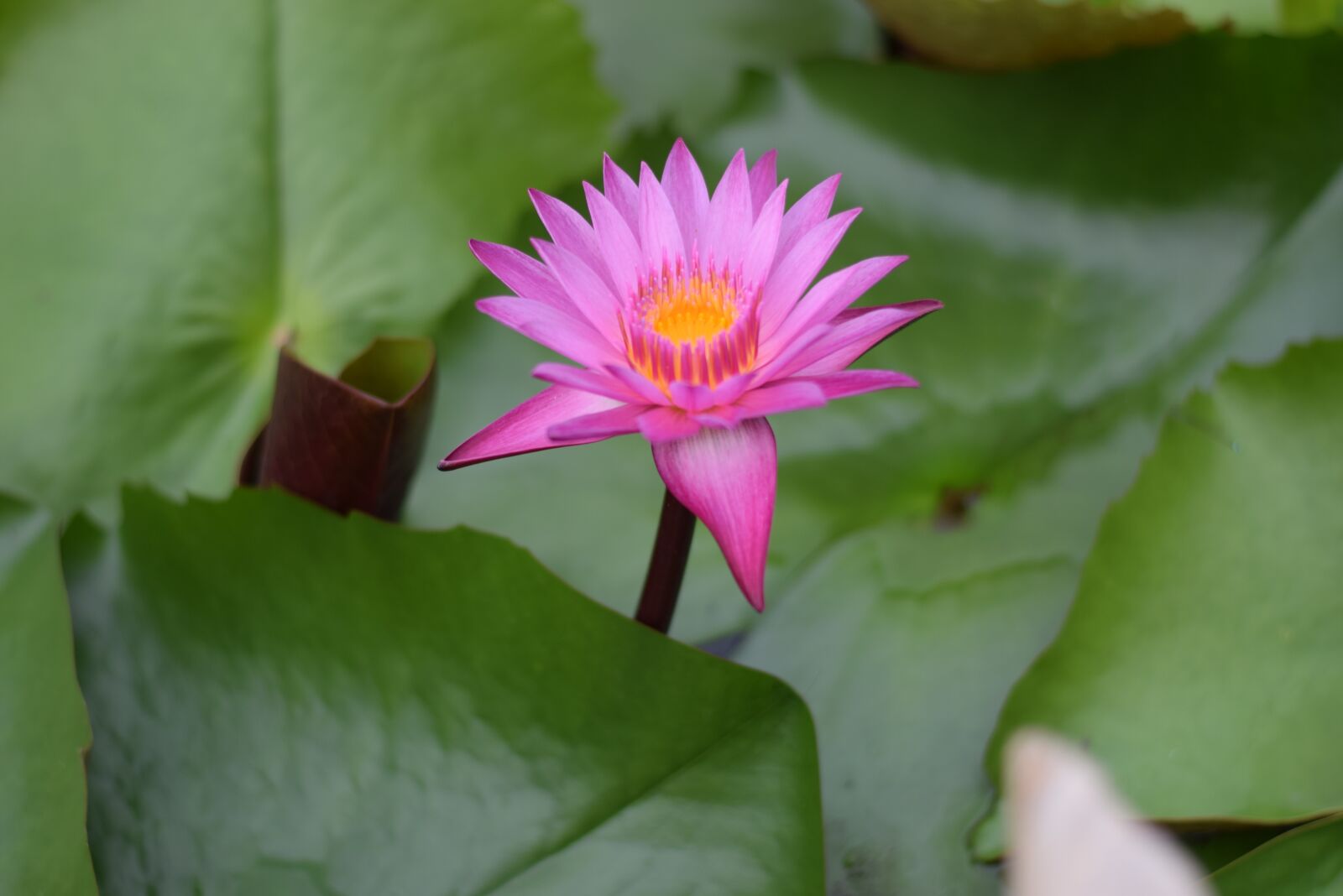 Nikon D5300 sample photo. Lotus, red lotus, pink photography