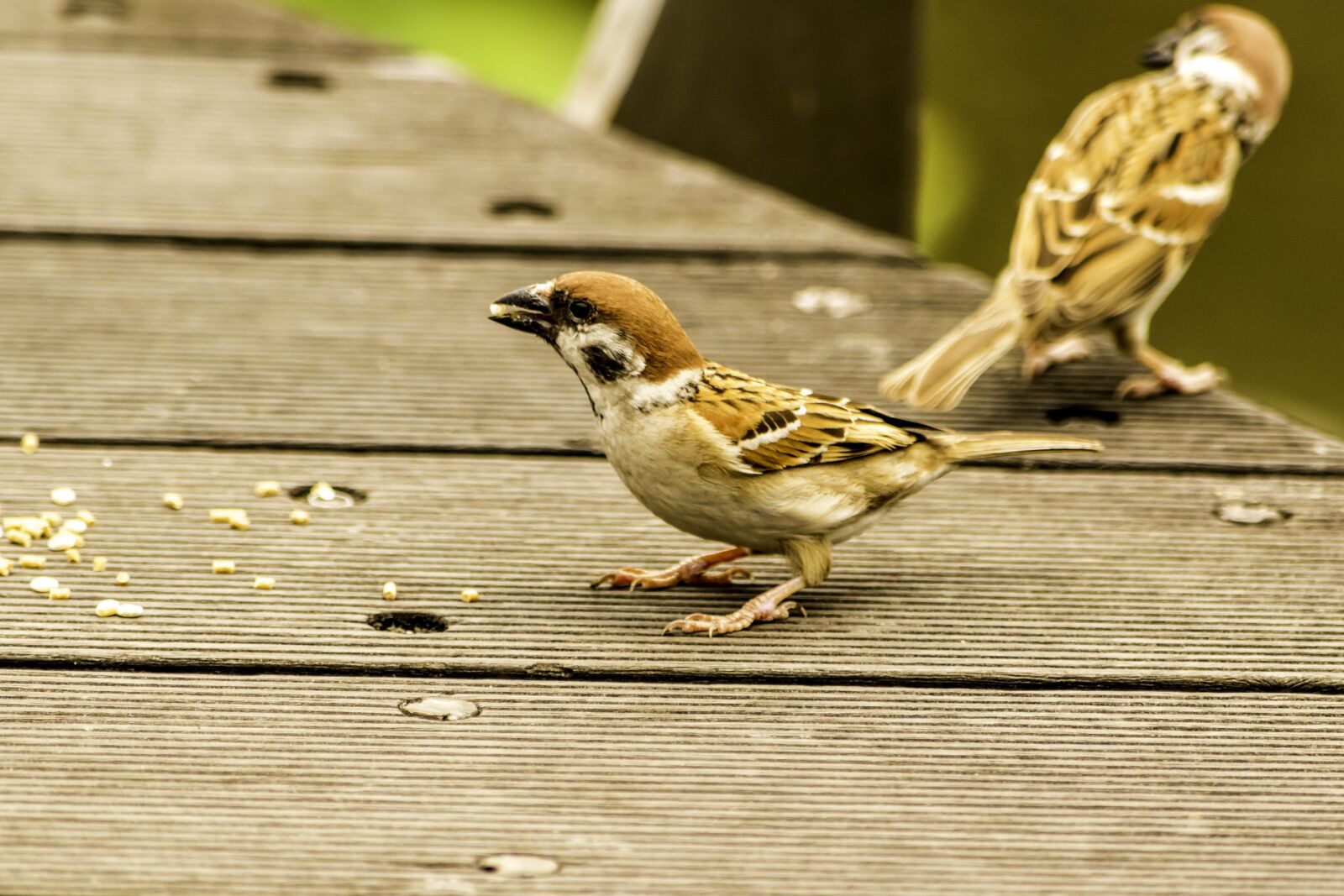 Nikon D5500 sample photo. Bird, nature, wildlife photography