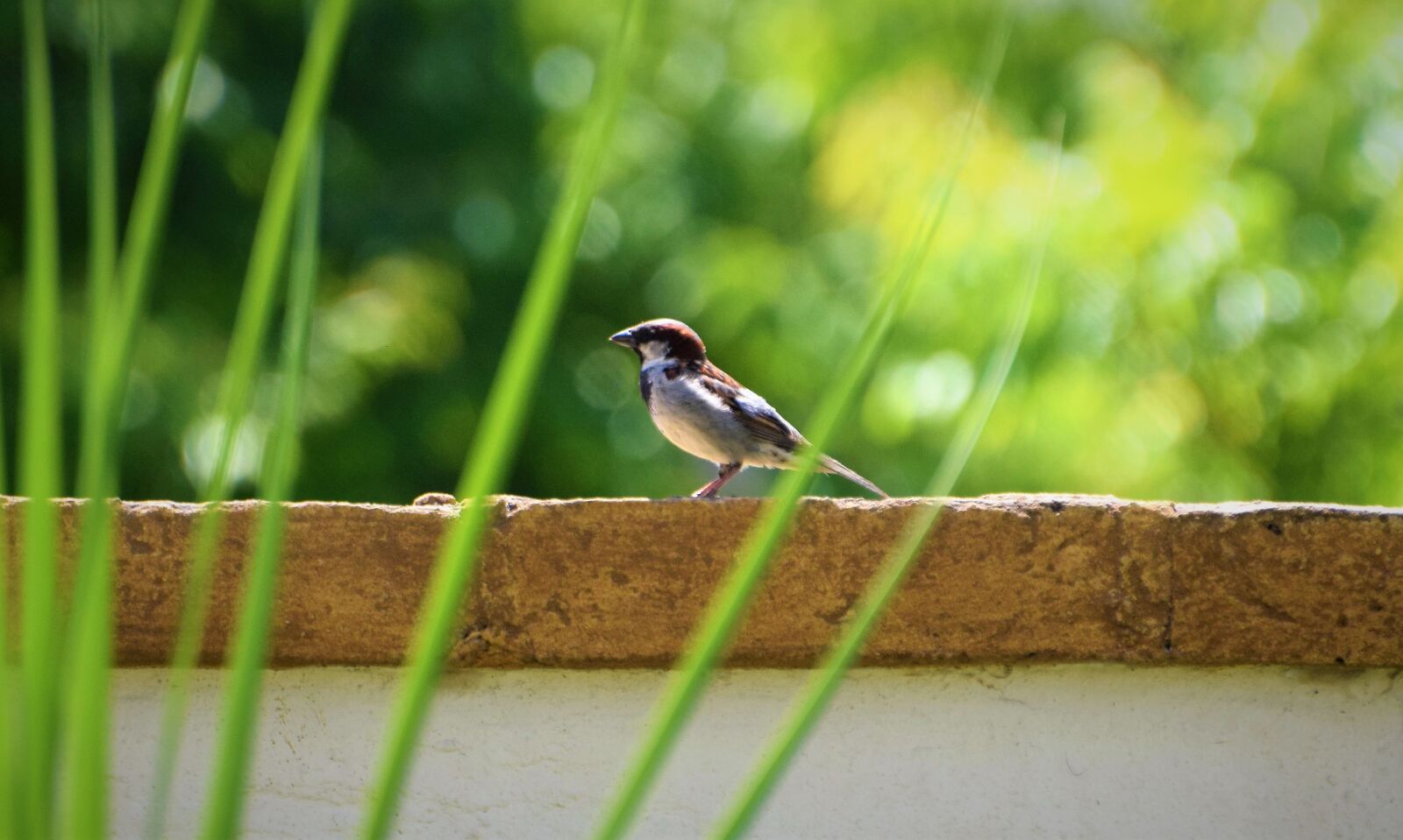 Nikon D3300 sample photo. Bird, resting, nature photography