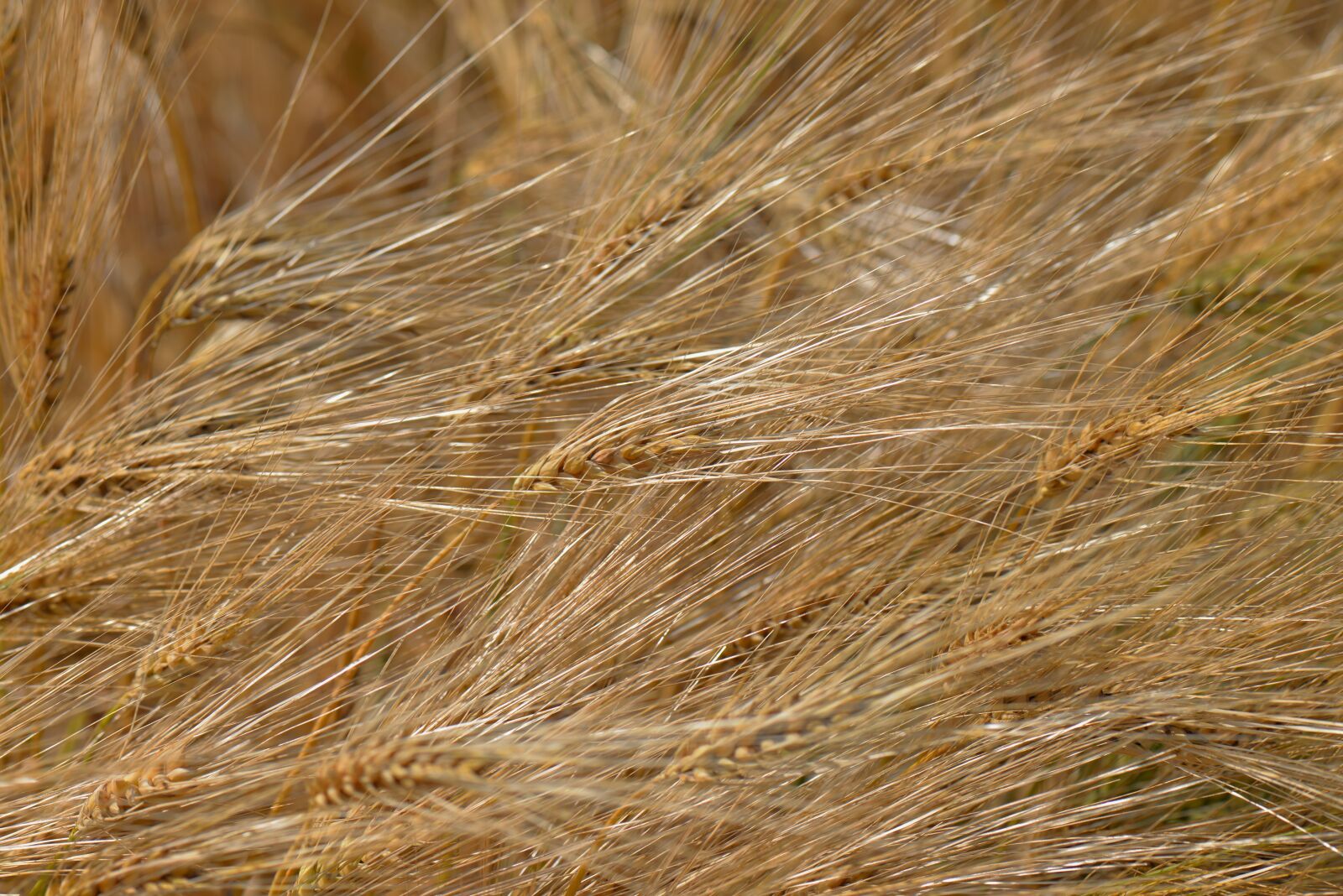 Nikon D610 sample photo. Barley feed, cereals, field photography