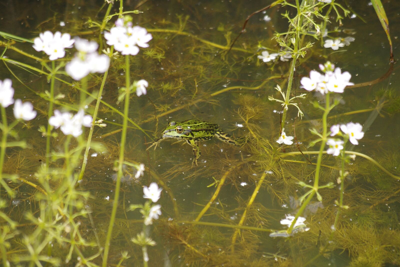 Pentax K-r sample photo. Flowers, water, frog photography