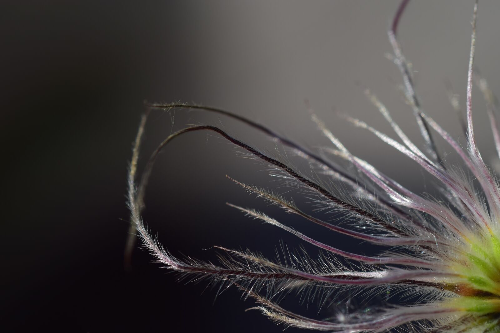 Nikon D3300 sample photo. Pasque flower, close up photography