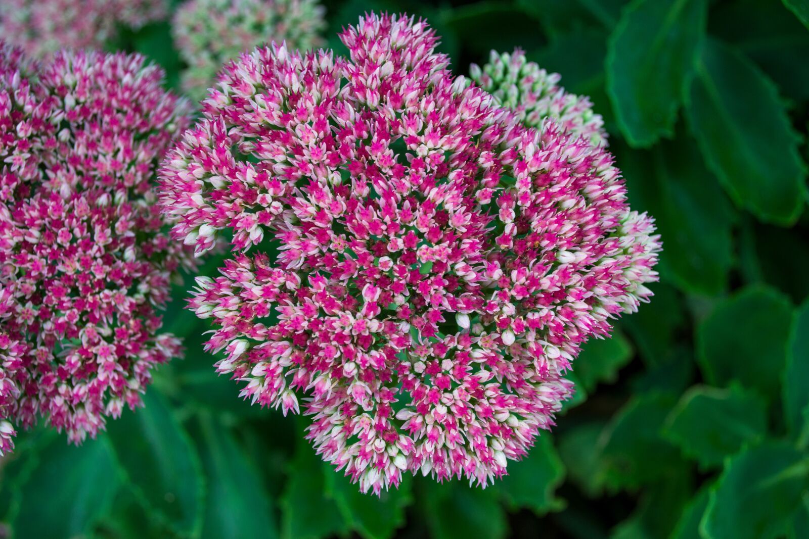 Nikon D3100 sample photo. Flowers, color, pink photography