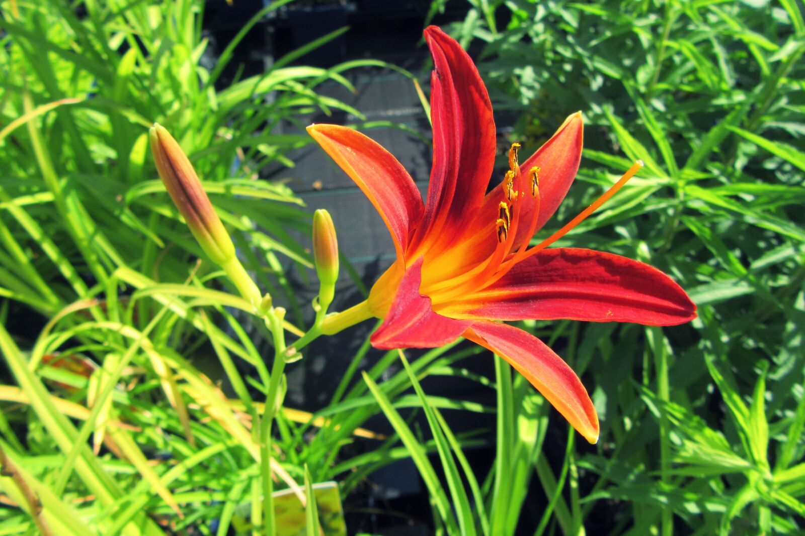 Canon PowerShot SX610 HS sample photo. Red lily, bloom, flower photography