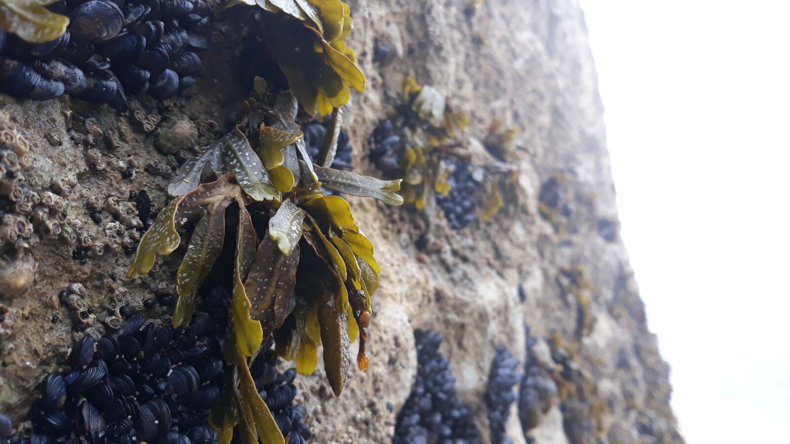 Samsung Galaxy J5 Pro sample photo. Shellfish, seaweed, ocean photography