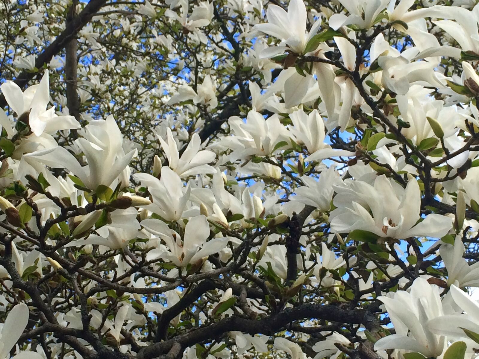Apple iPhone 5s sample photo. Magnolia, tree, flower photography