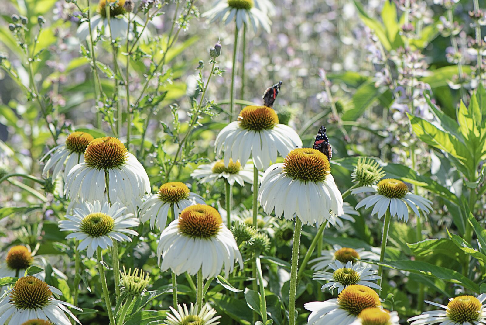 Nikon D610 sample photo. Echinacea, wild, flower photography