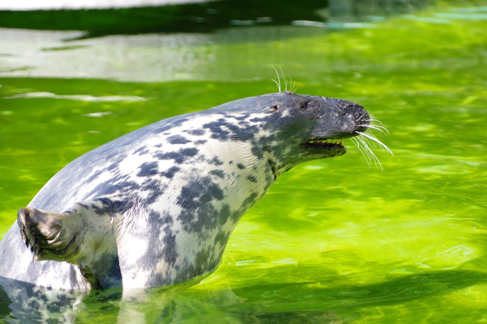 Pentax K-1 sample photo. Grey seal, halichoerus grypus photography