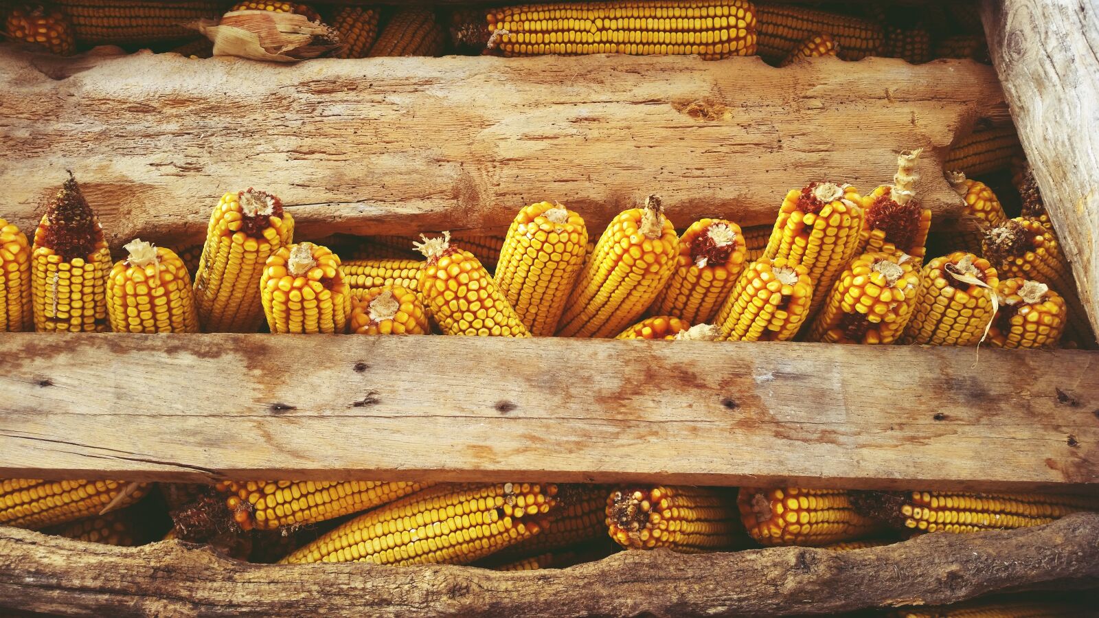 Samsung Galaxy S5 sample photo. Autumn, colours, corn photography