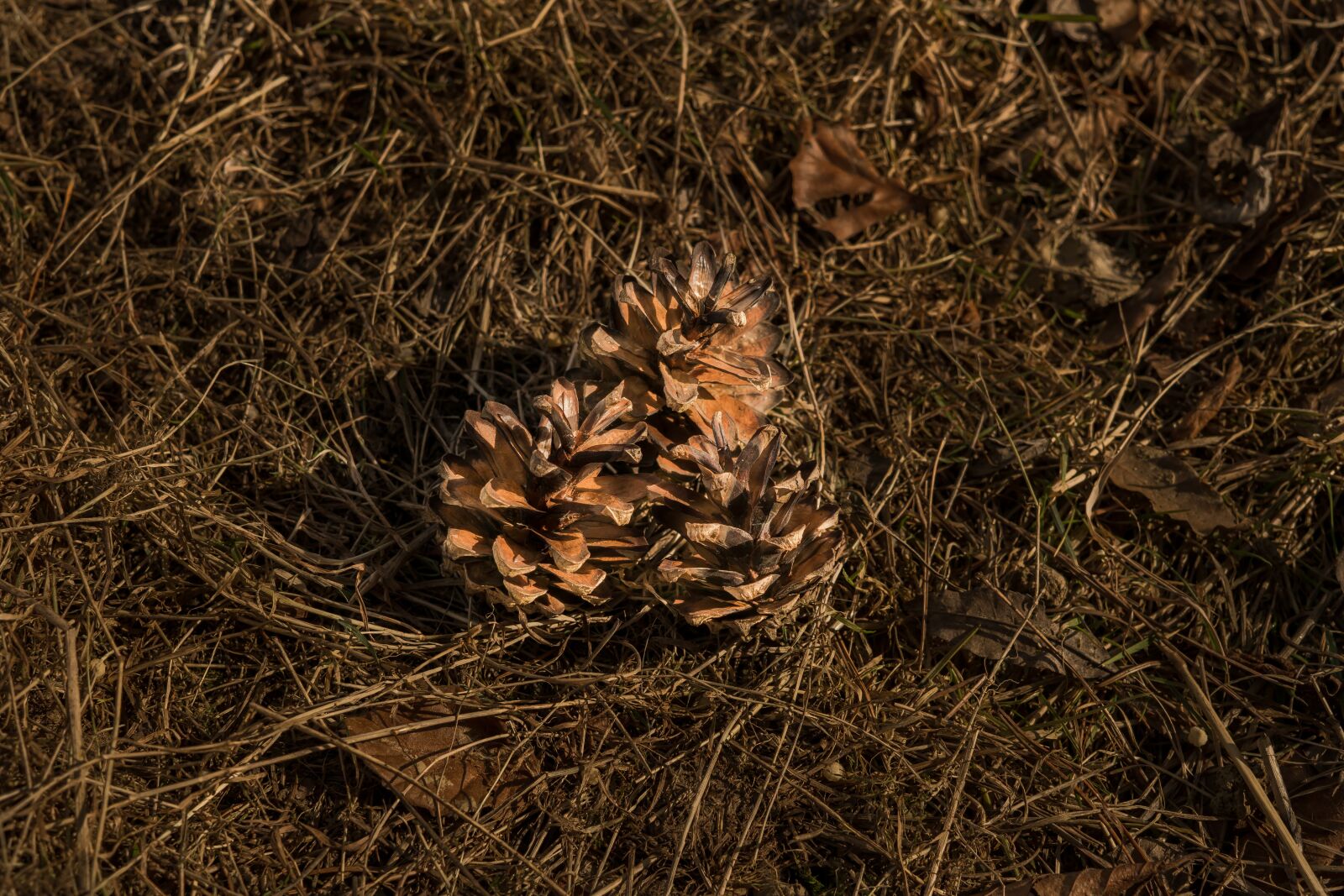 Sigma 30mm F2.8 EX DN sample photo. Pine cones, tap, dry photography