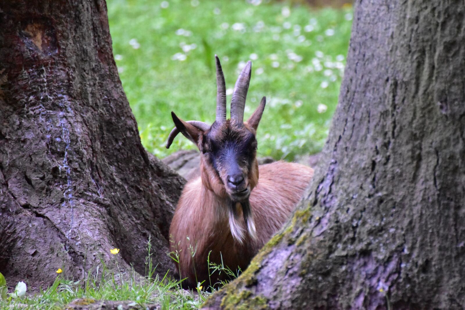 Nikon D5600 sample photo. Goat, trees, nature photography
