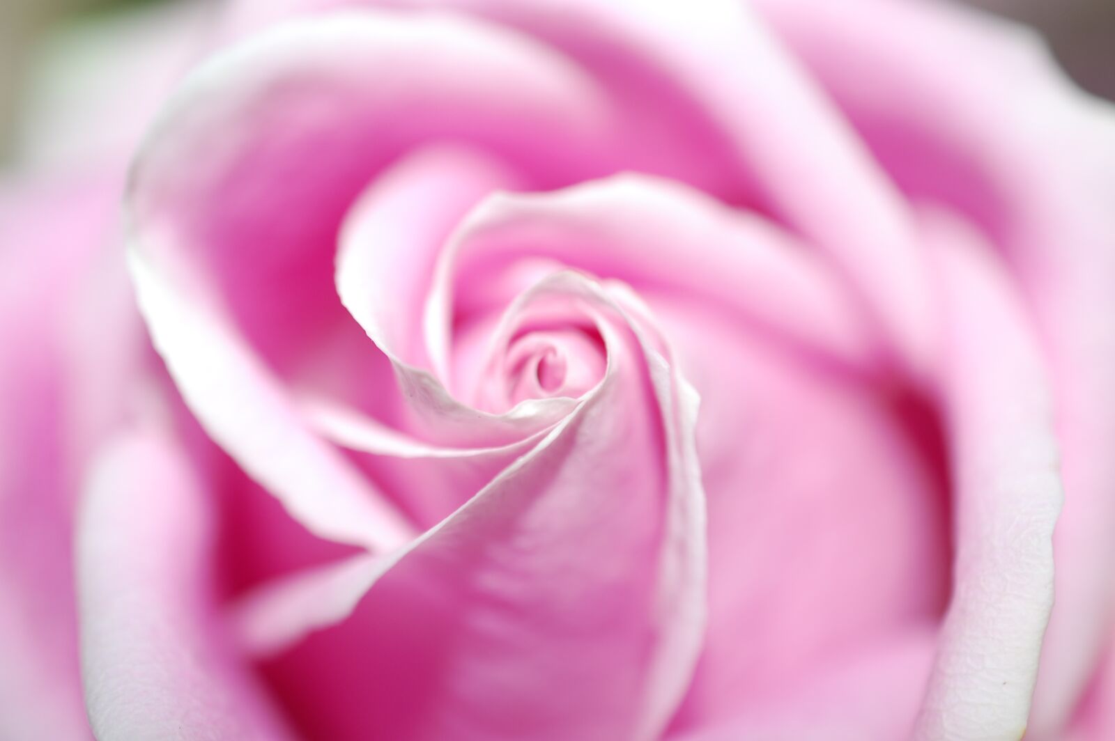 Nikon D40 sample photo. Rose, pink, blossom photography
