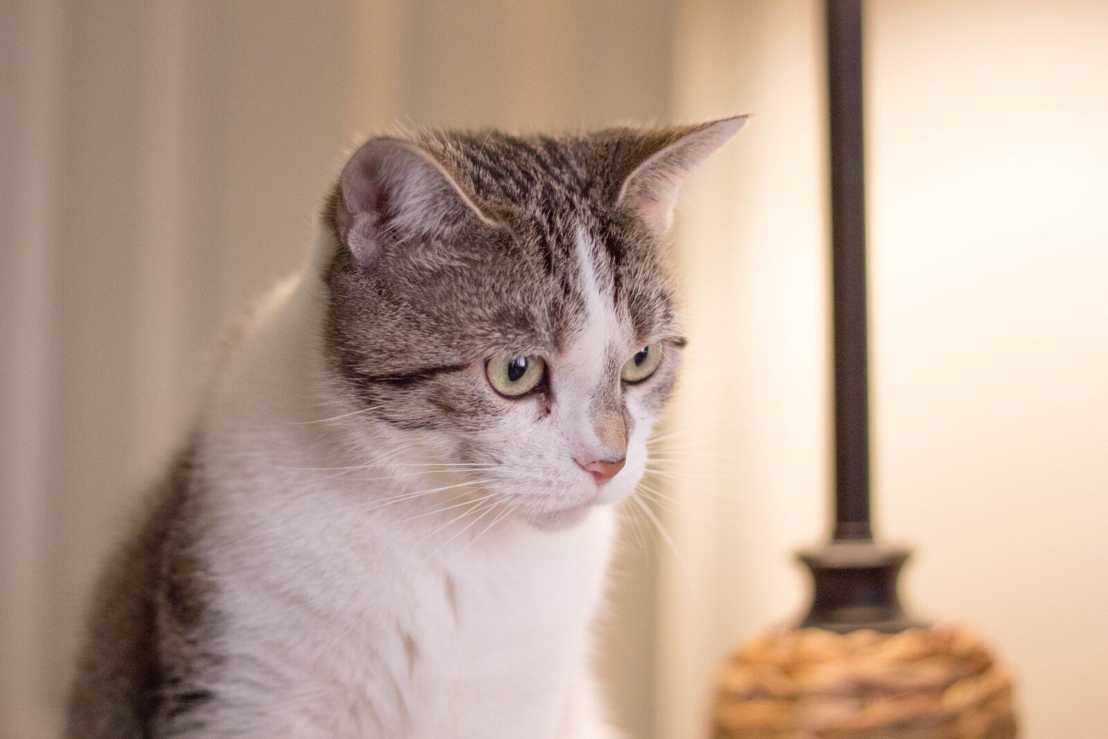 Canon EOS 60D + Canon EF 50mm F1.8 II sample photo. Cute, cat, domestic photography