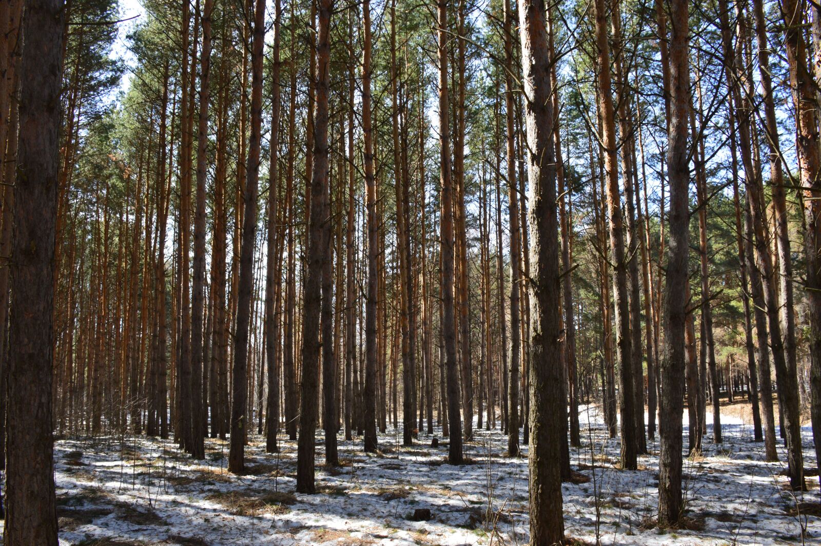 Nikon D3200 sample photo. Pine, trees, forest photography